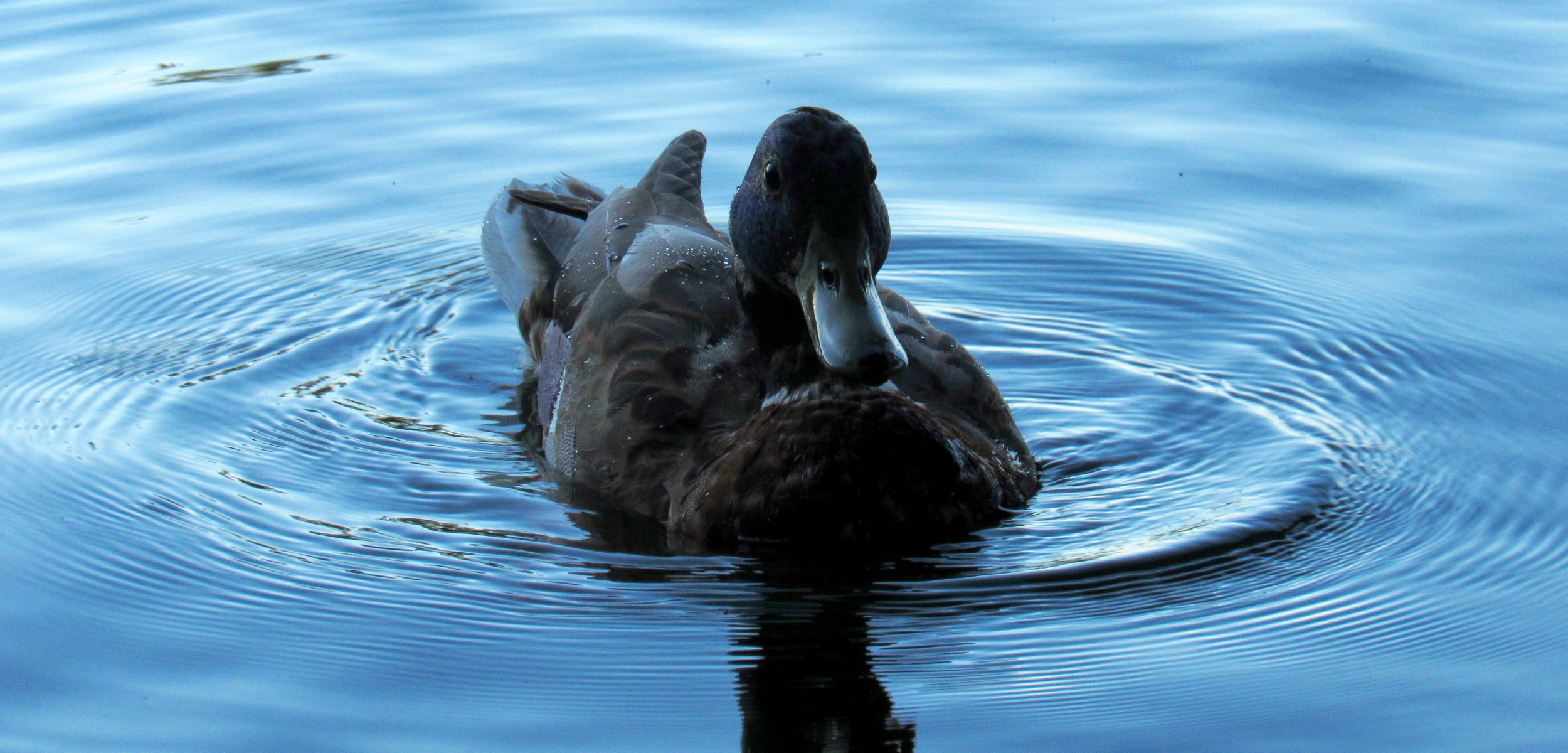 American Mallard