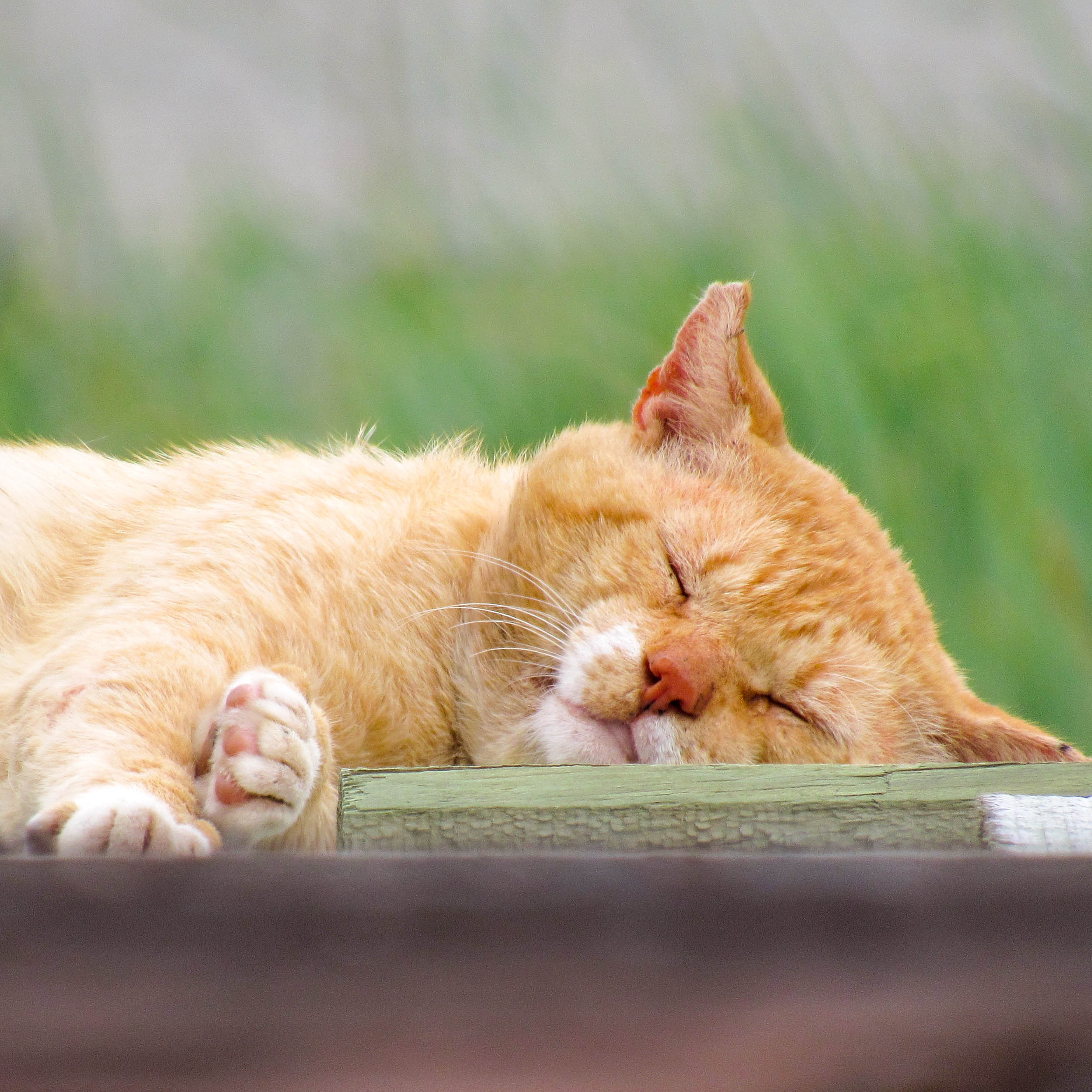 Peach Cat