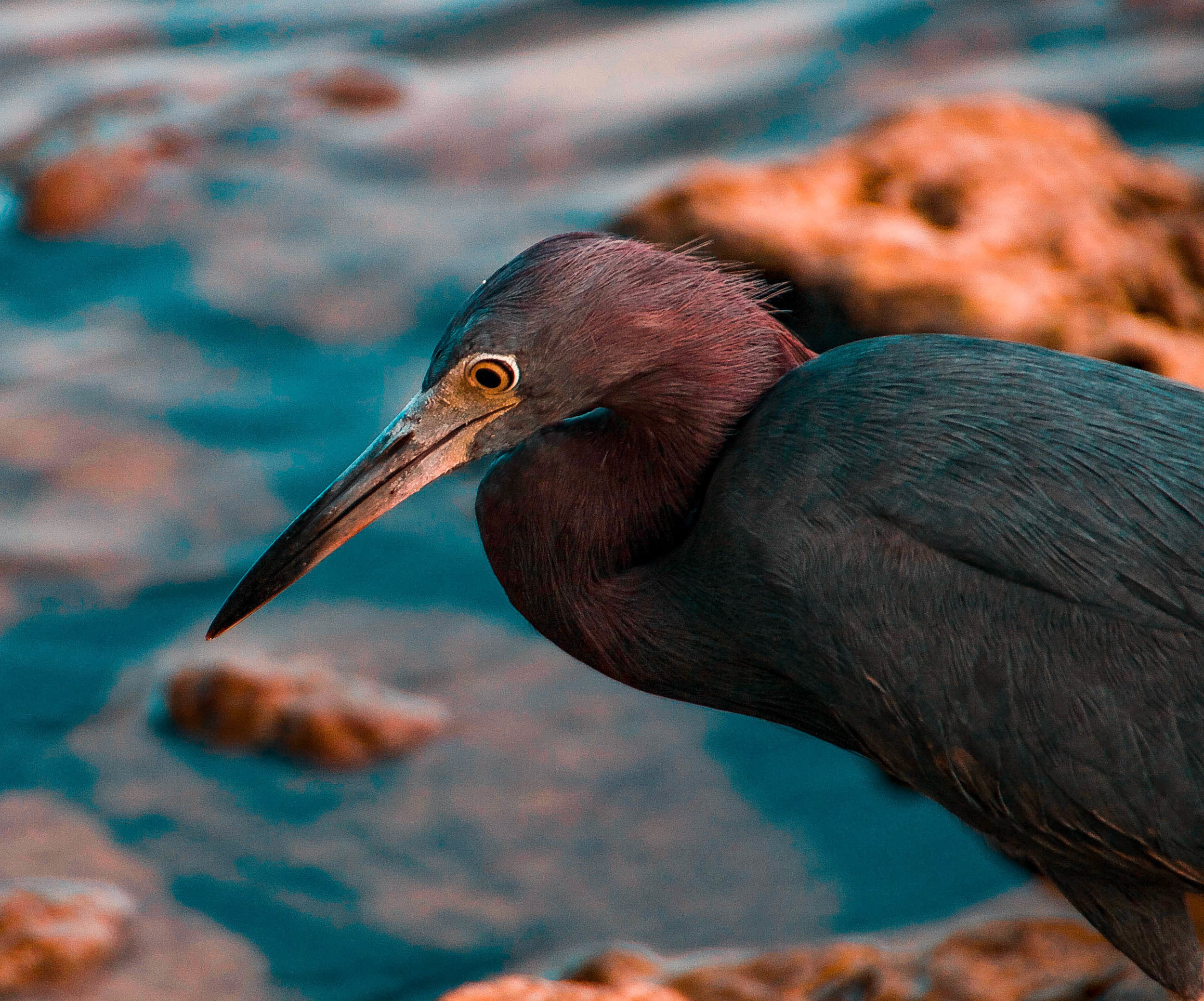 Tiny Blue Heron