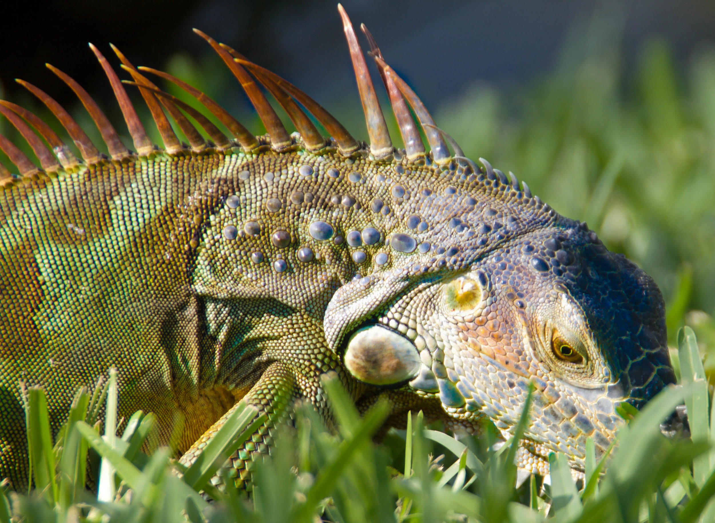 Green Iguana