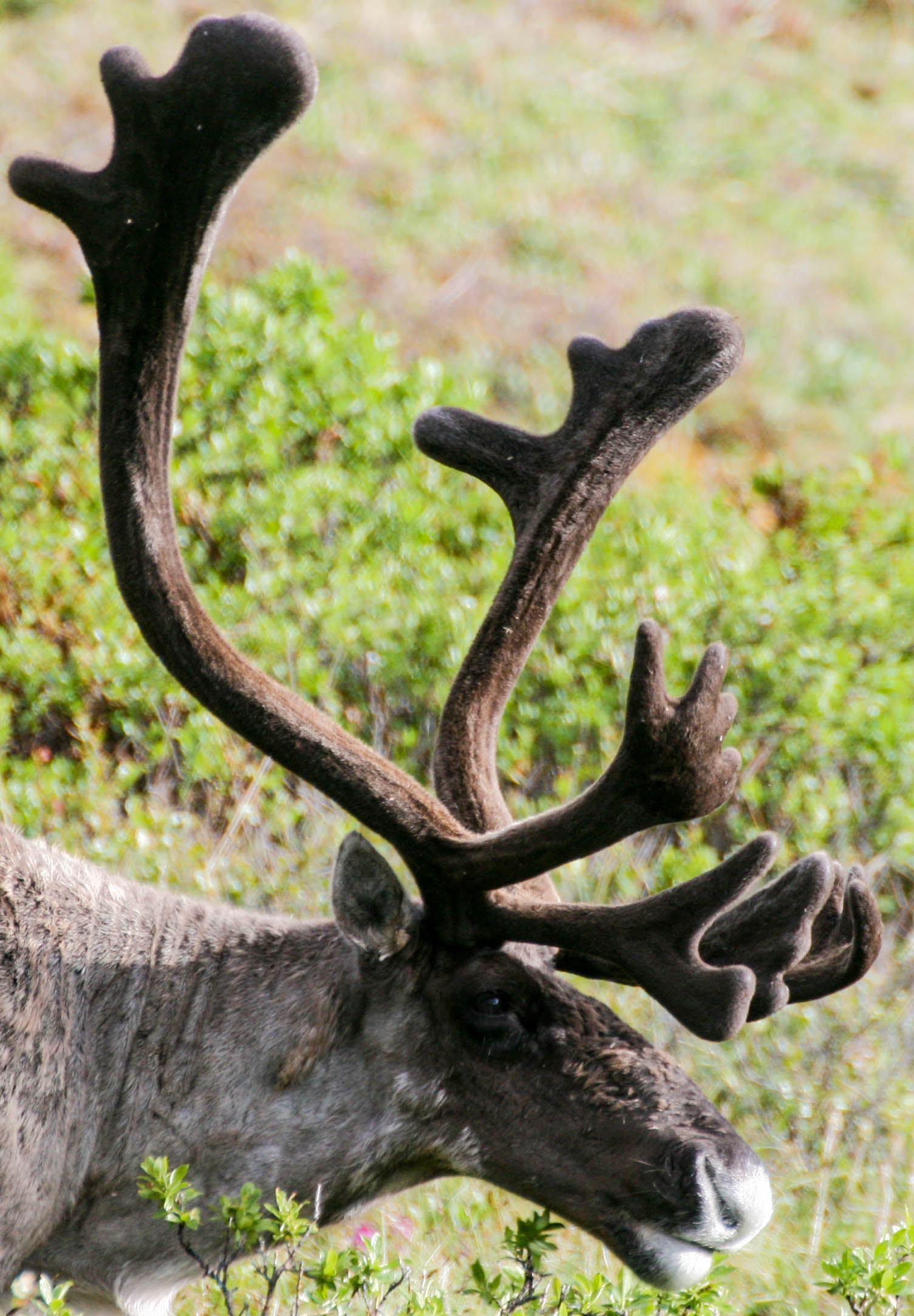 Barren-Ground Caribou