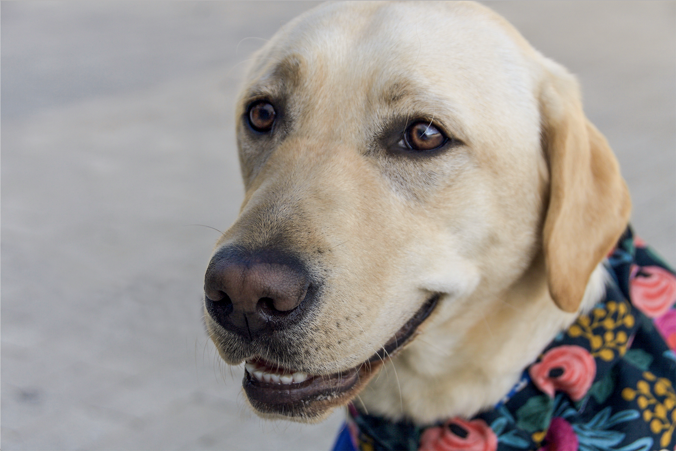 Labrador Retreiver