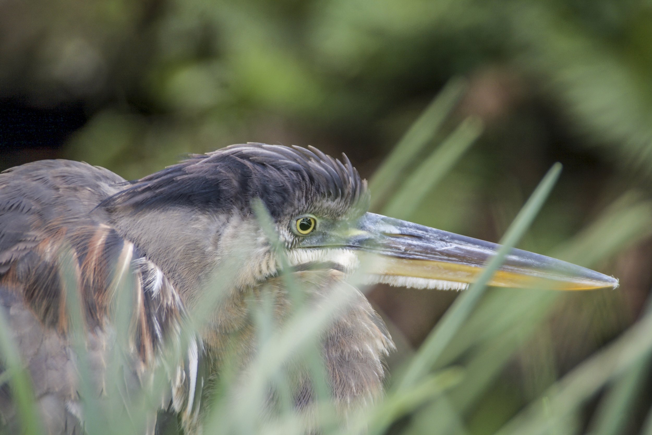 Grey Heron