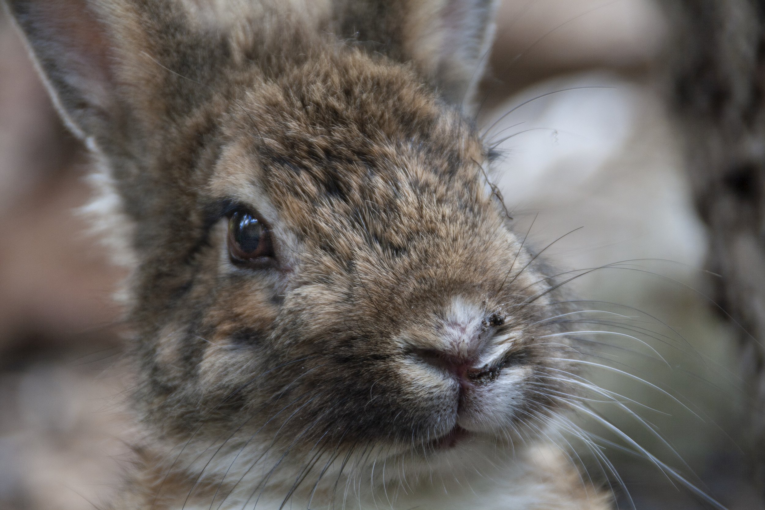 Swamp Rabbit