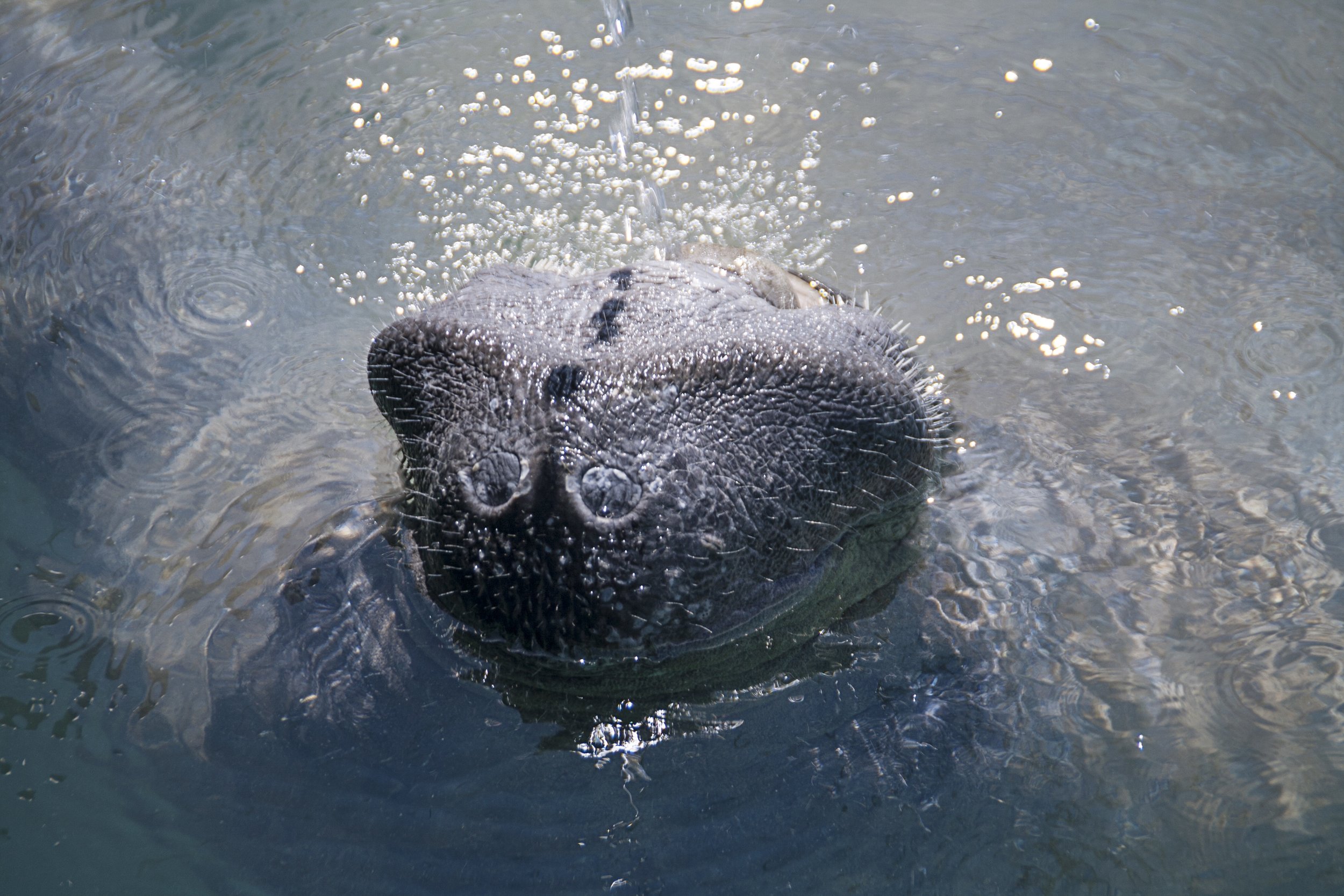 Manatee