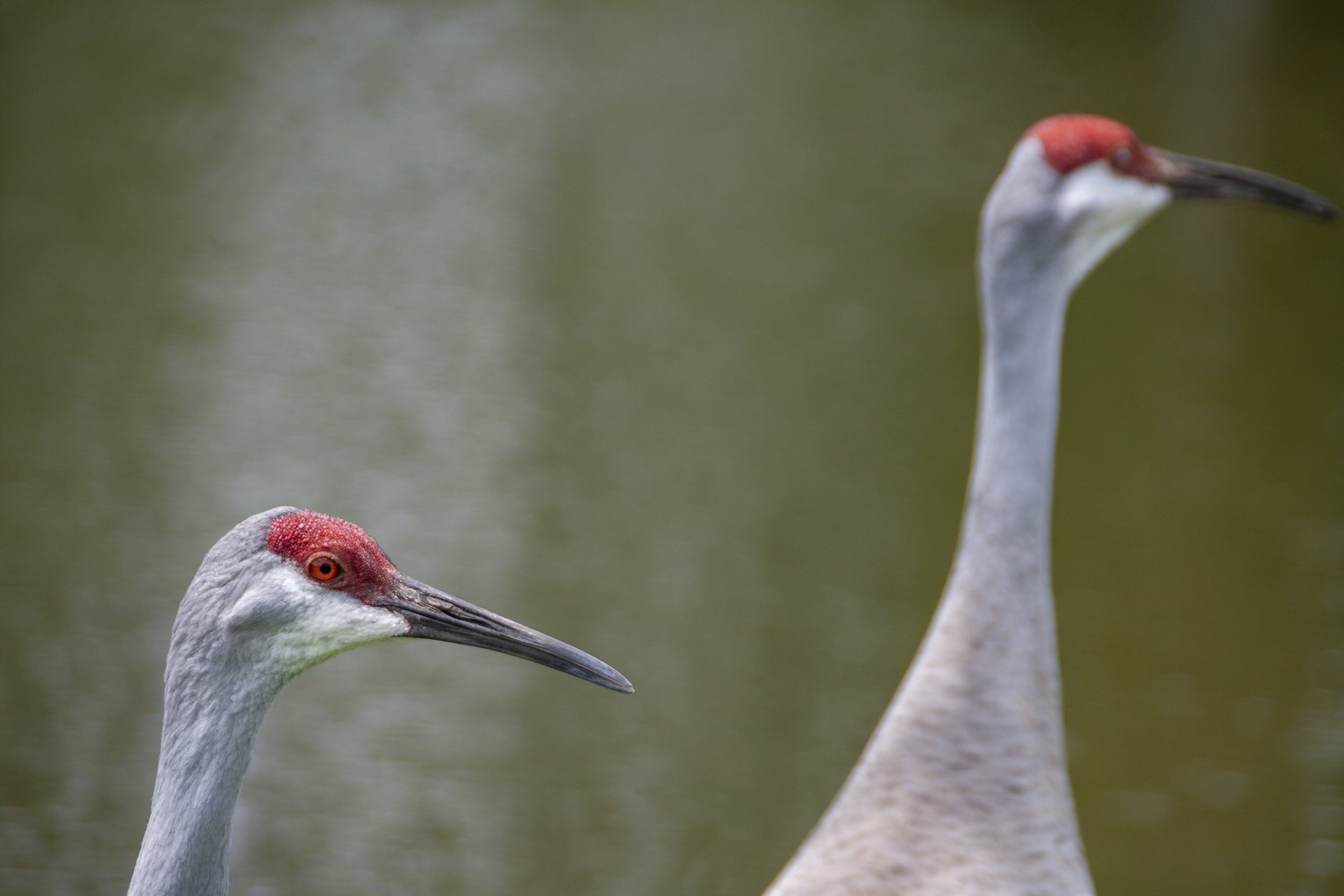 Sandhill Crane
