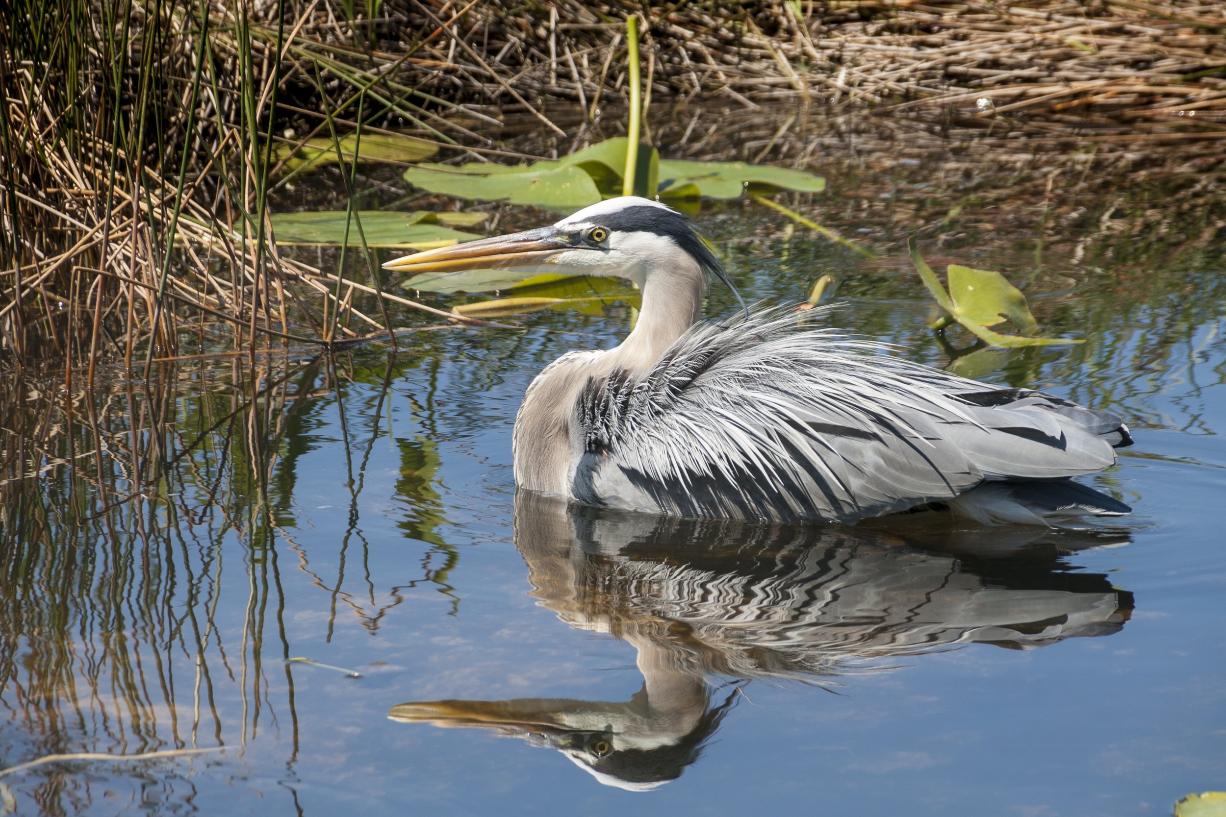 Great Blue Heron