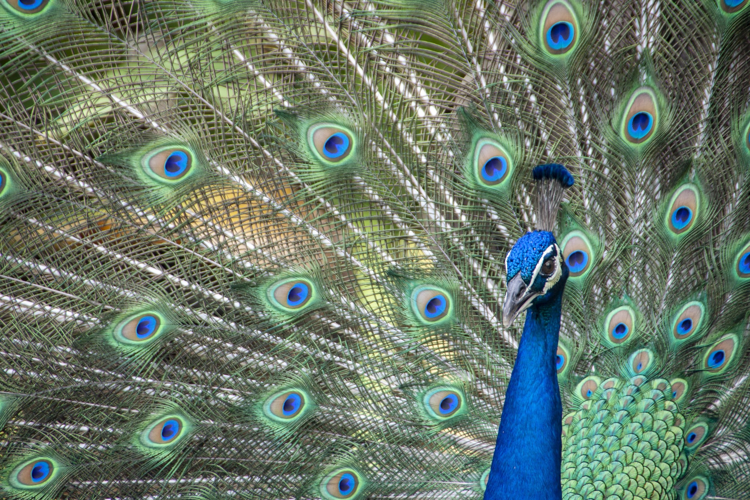 Indian Peacock