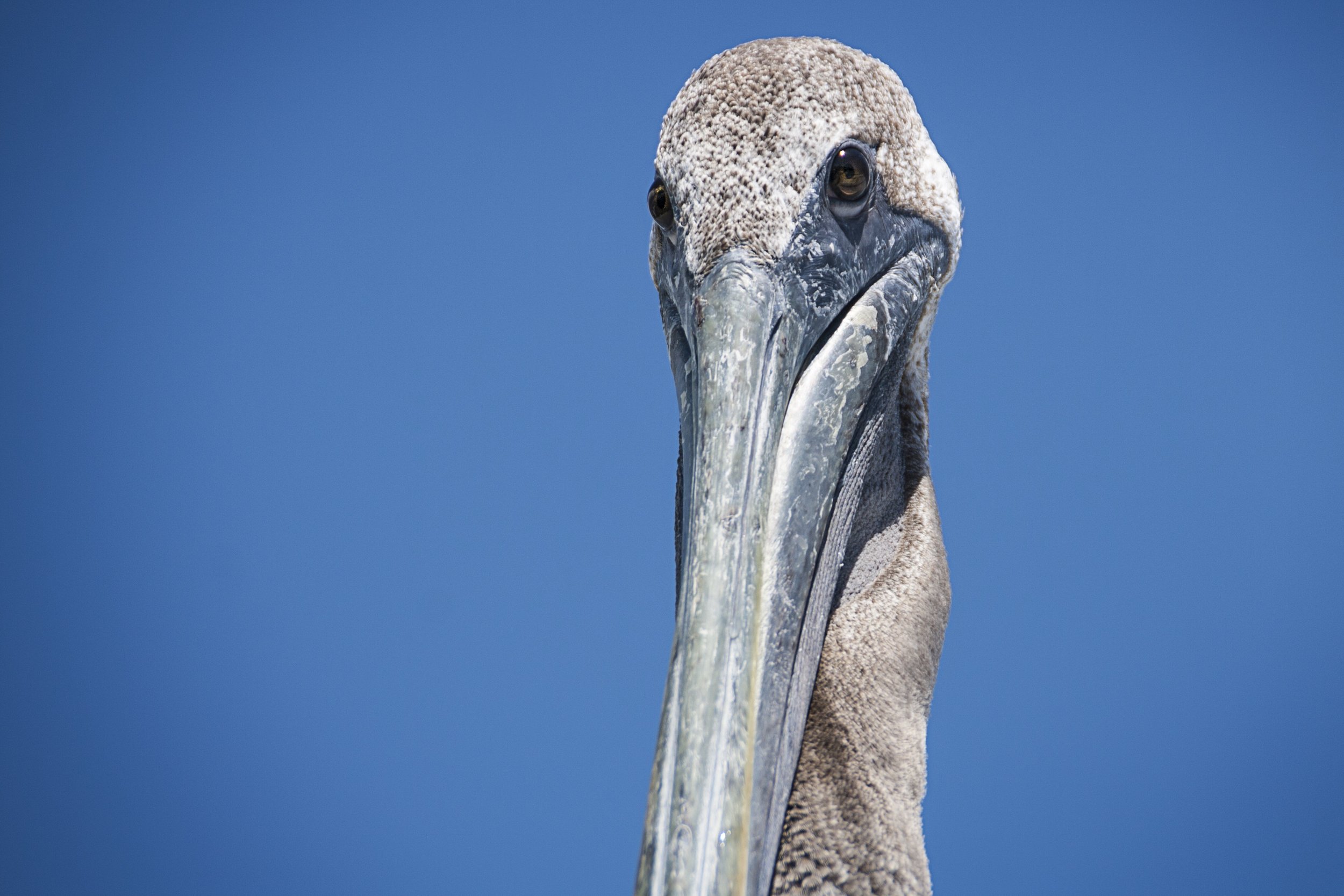 Brown Pelican