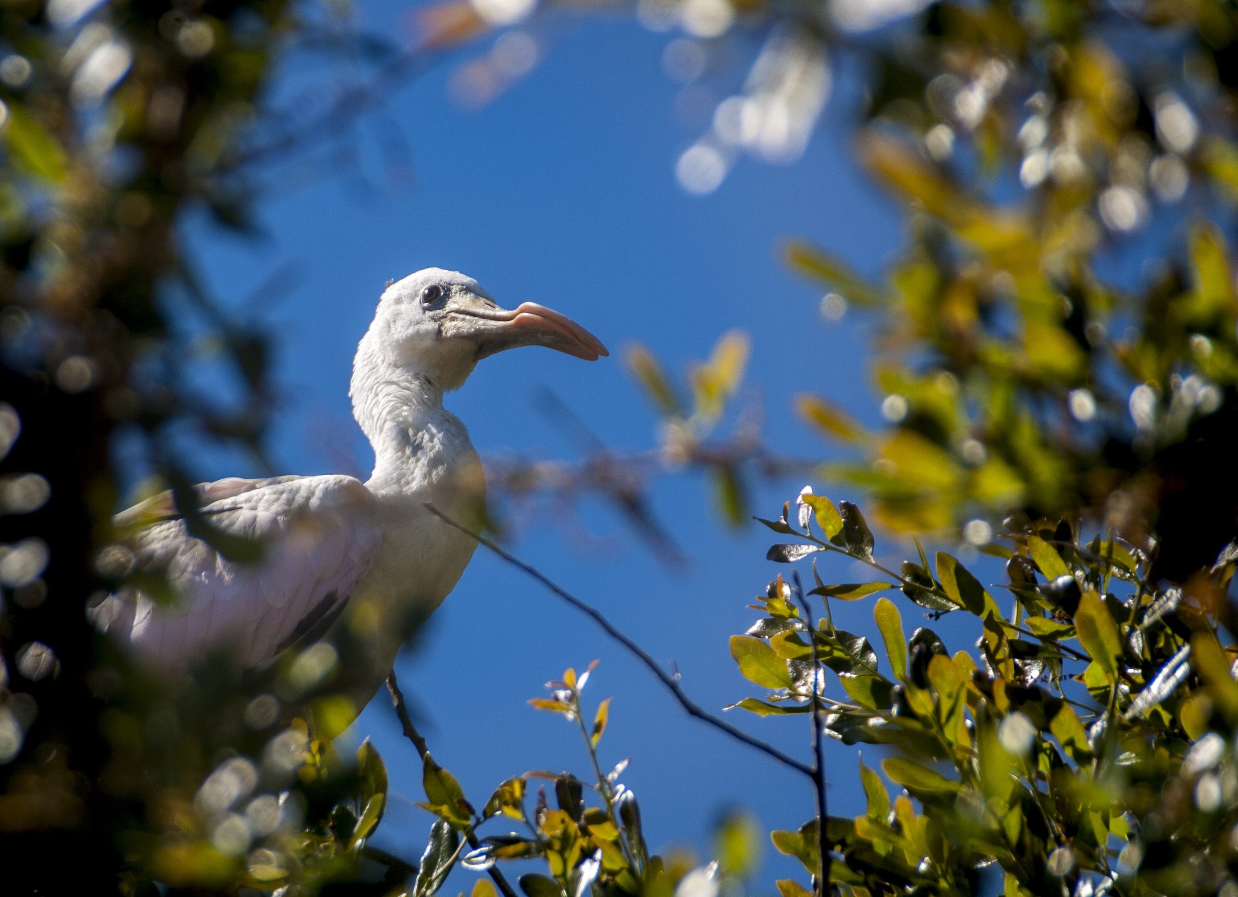 Roseate Spoonbill