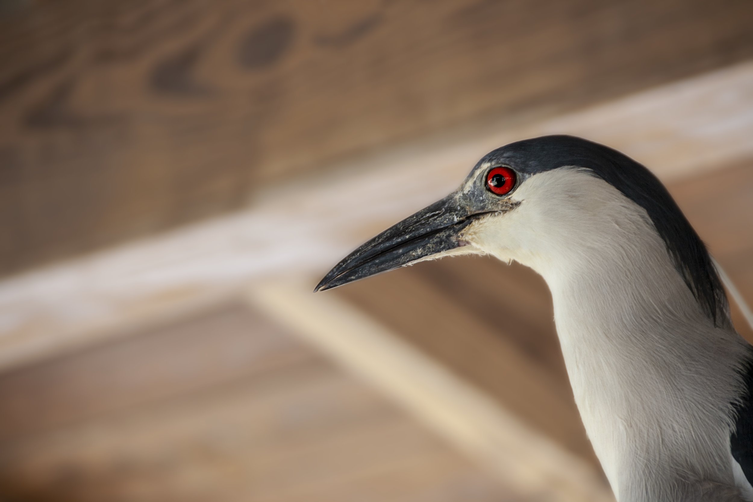 Black-Crowned Night Heron