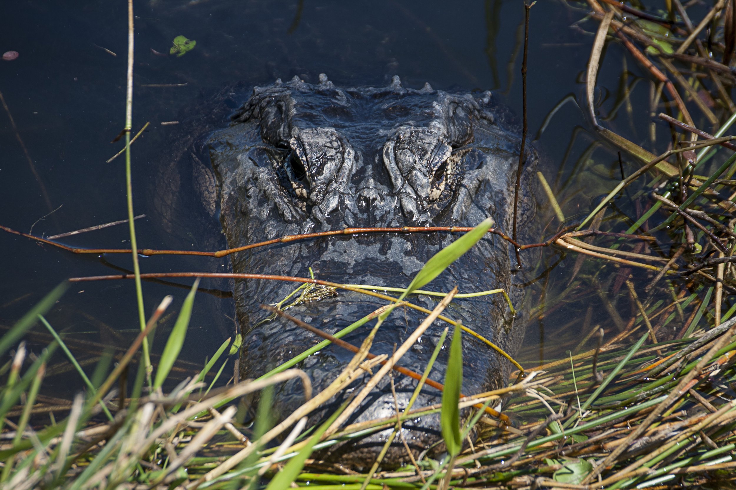 American Alligator