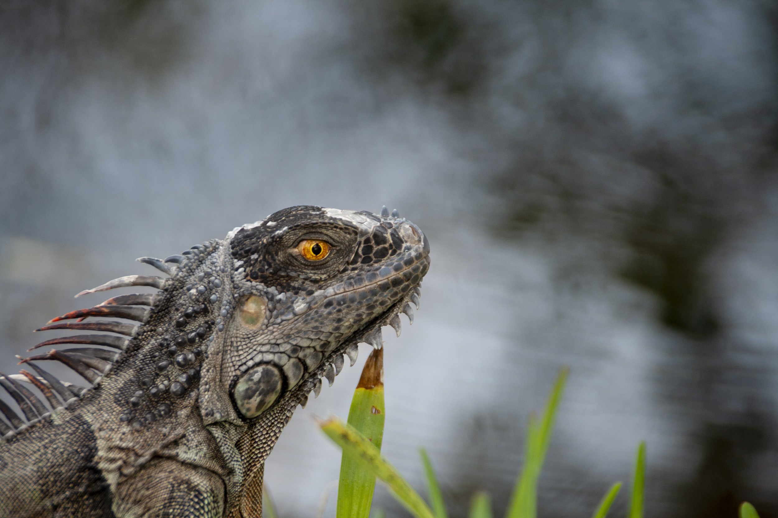 Green Iguana