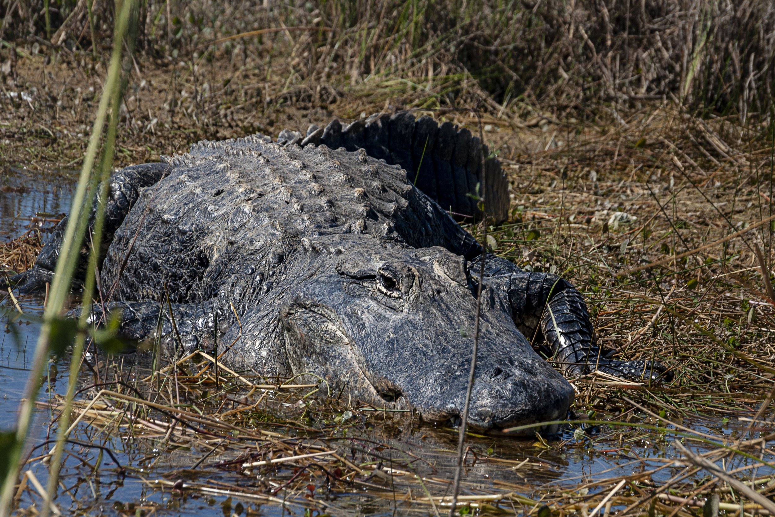 American Alligator