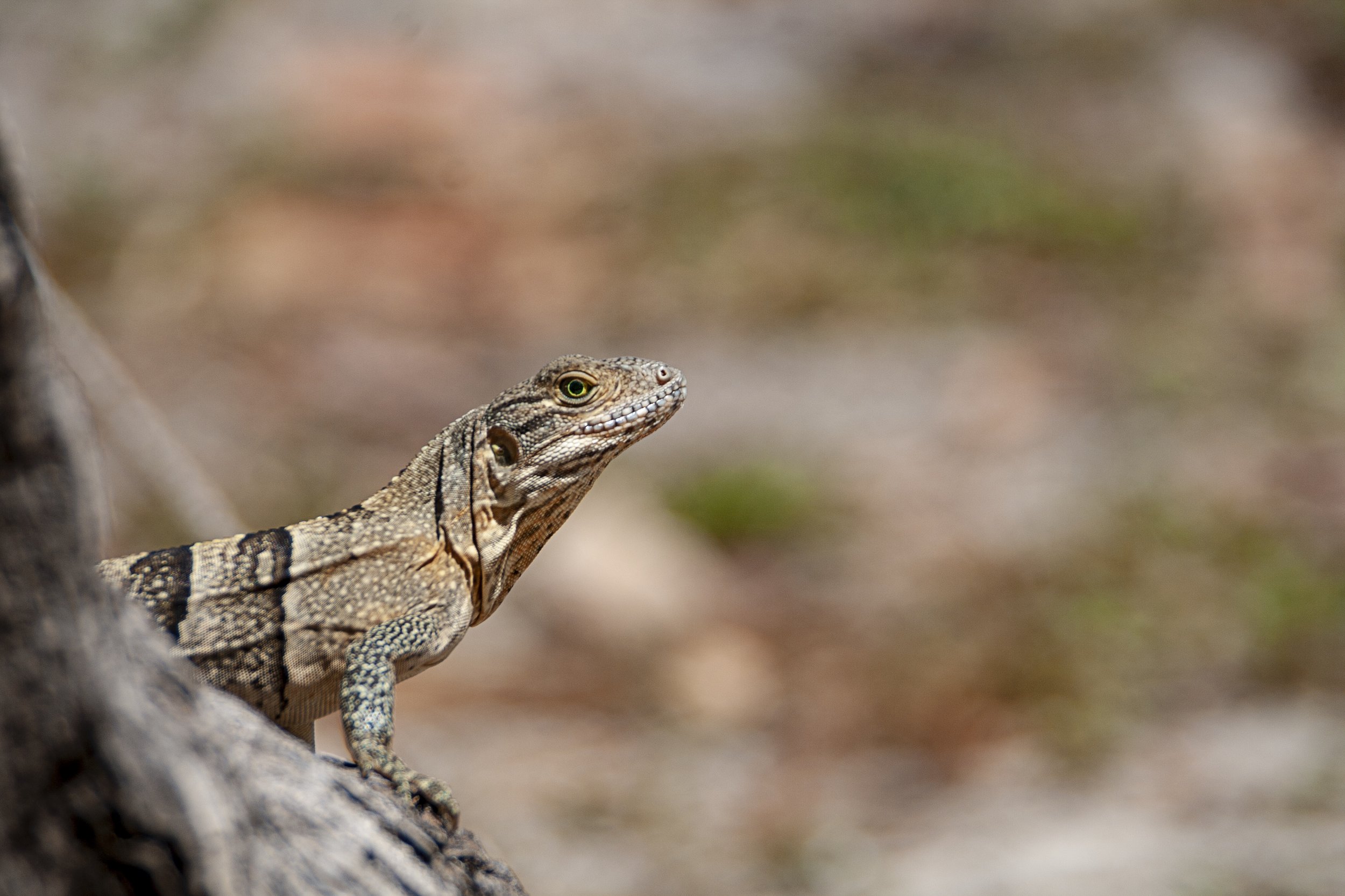 Butterfly Lizard
