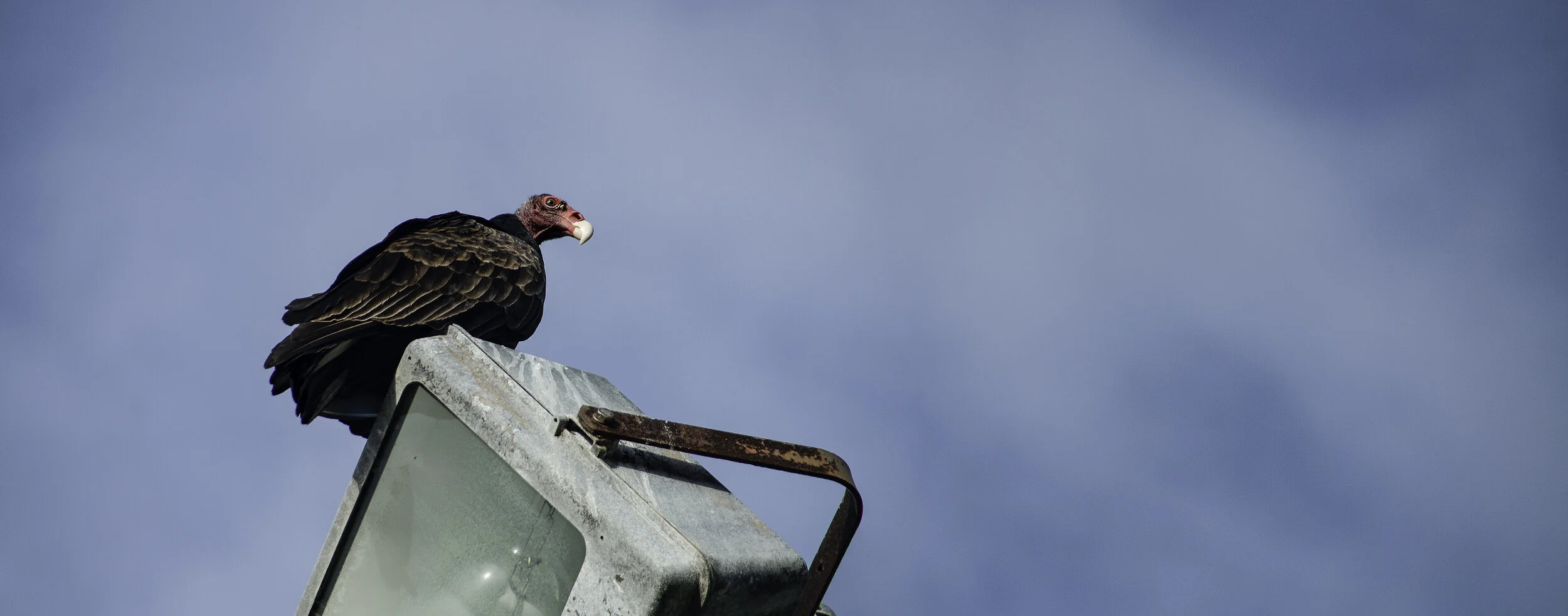 Vulture.jpg