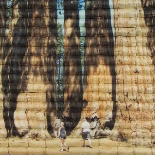 giant_sequoia_forest_II.jpg