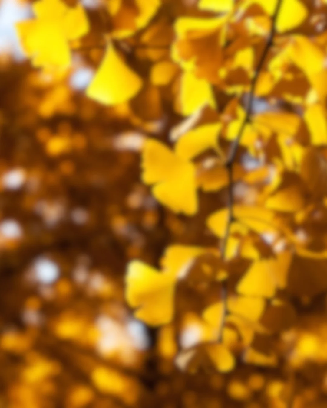 gingko season.jpg