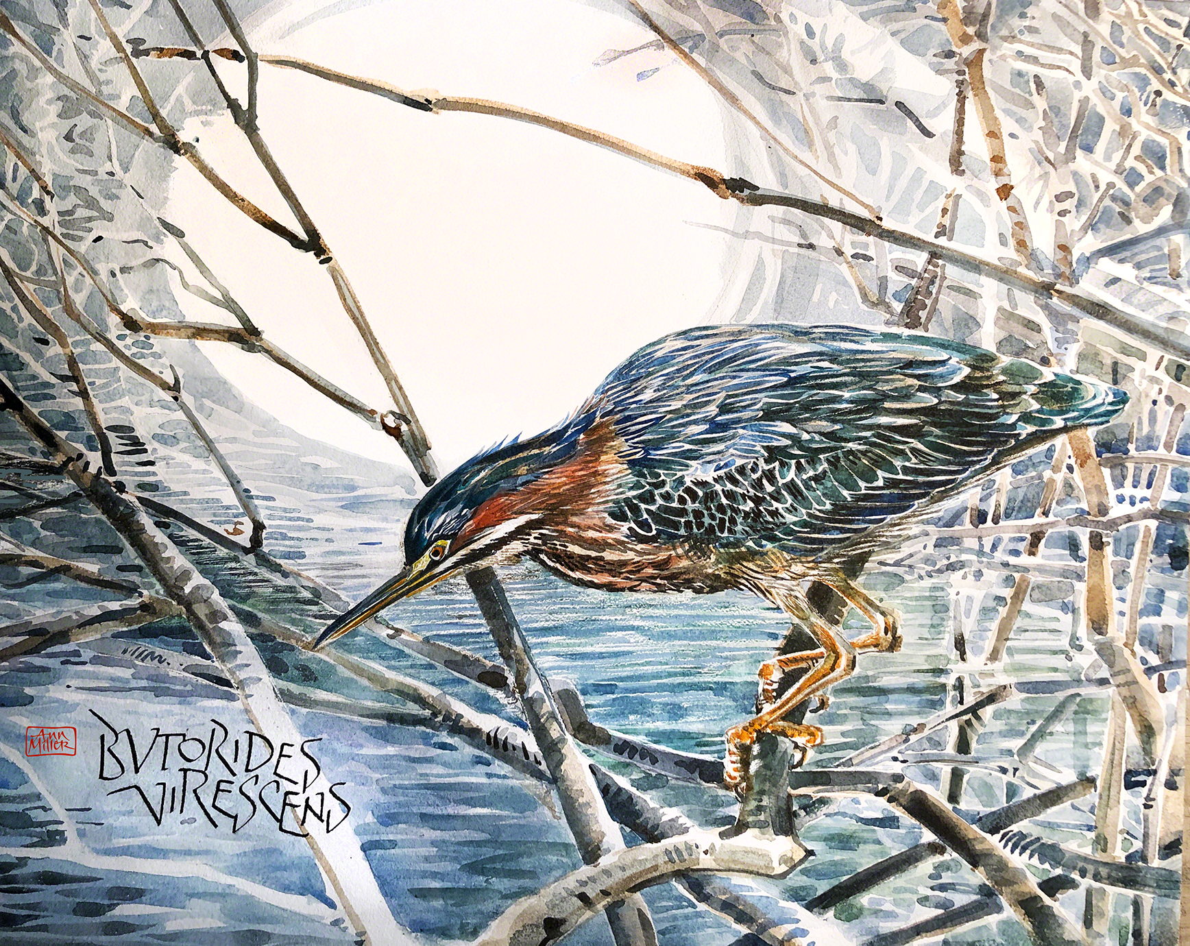 HeronWatercolor5b-sm-final.png