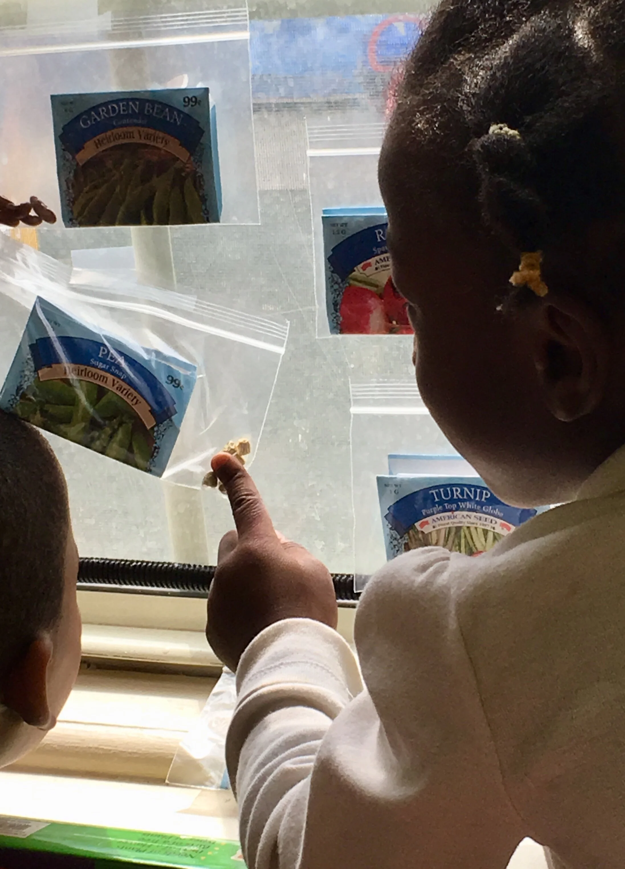Seed Sorting 2
