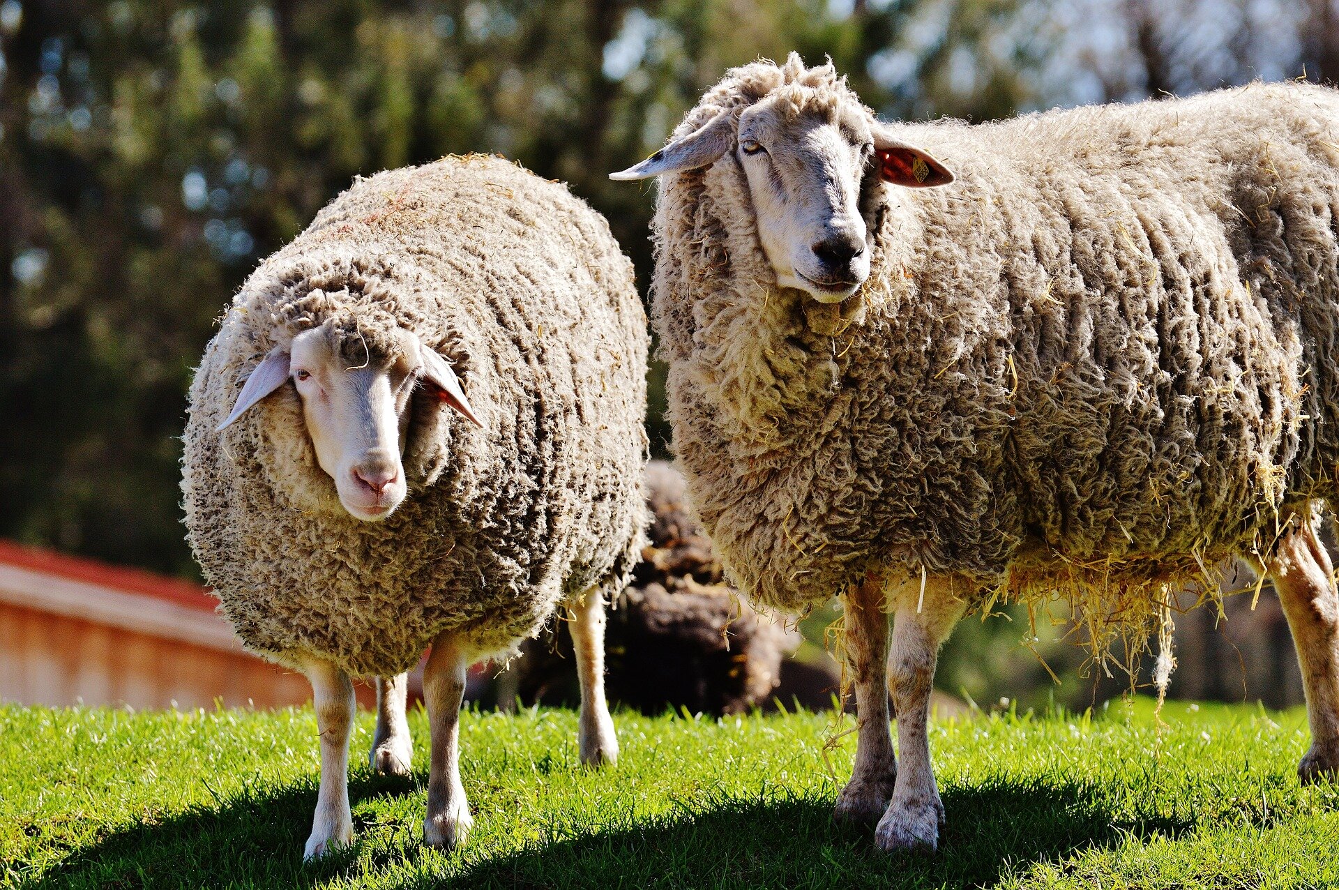 Шерсть народ. Овечка породы Керли. Бараны и овцы. Овца с ягненком. Домашняя овца.