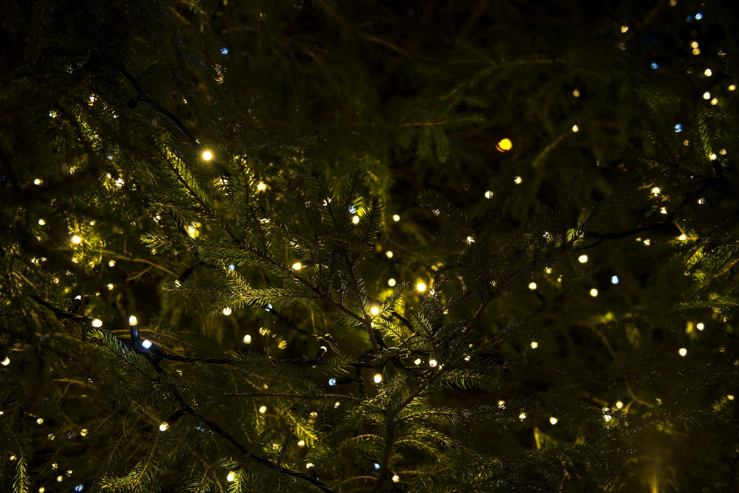 VOENA Light Night Holiday Tree Celebration