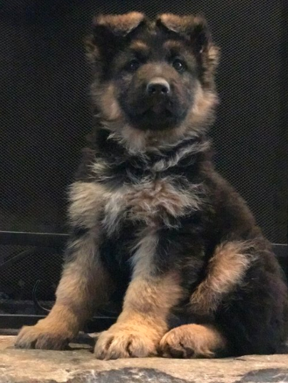 Gunnar, bought by Mrs. Honeycut