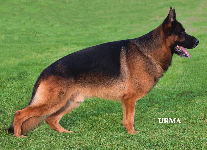 VA1 Rocco vom Mittelwest, Stud