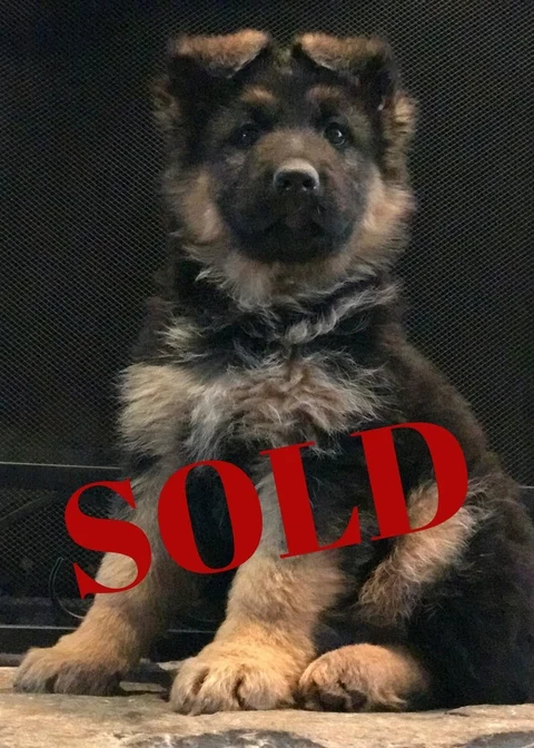SOLD+(1).jpg