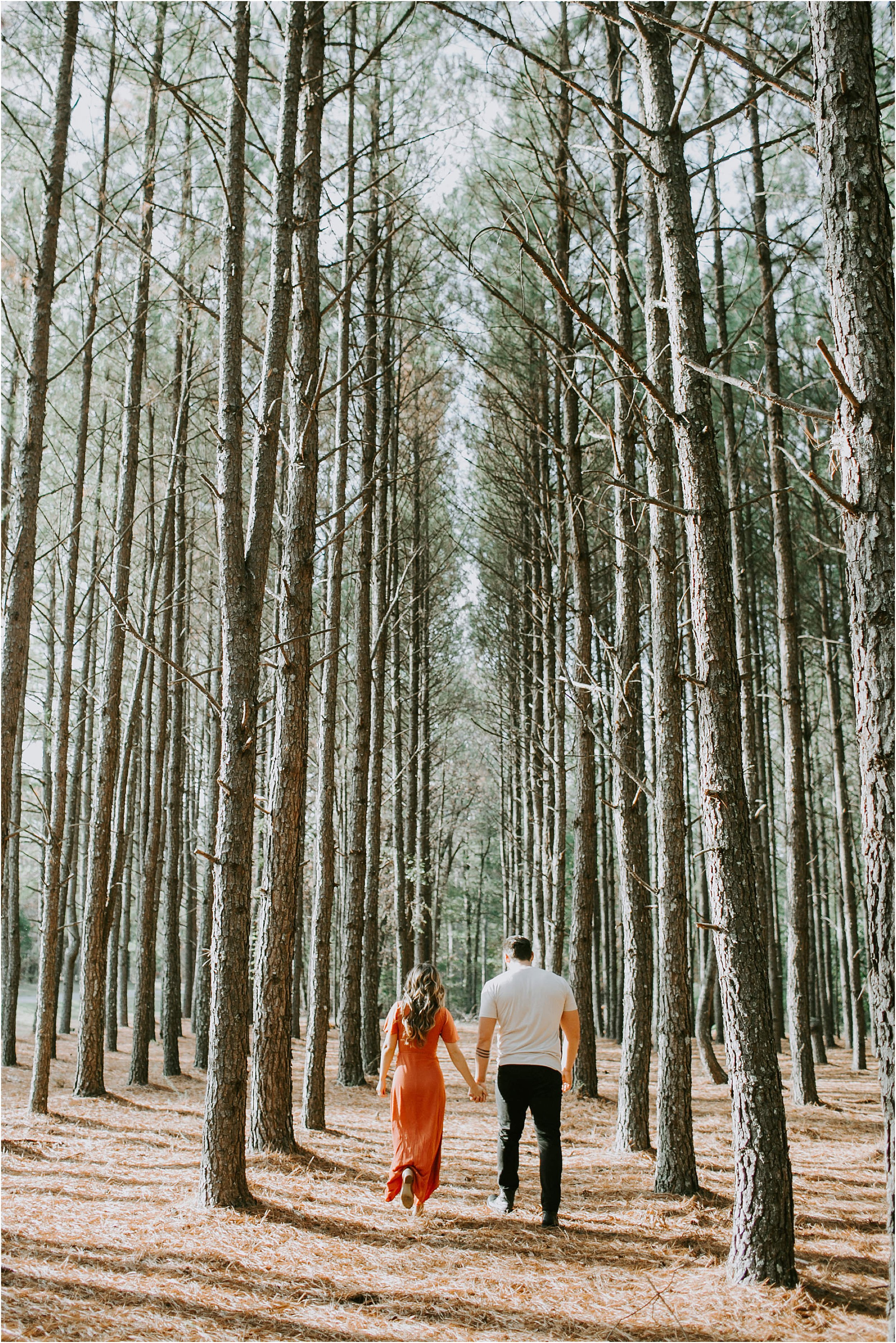 A couple walks holding hands, among huge pine trees lined in rows beside them. 