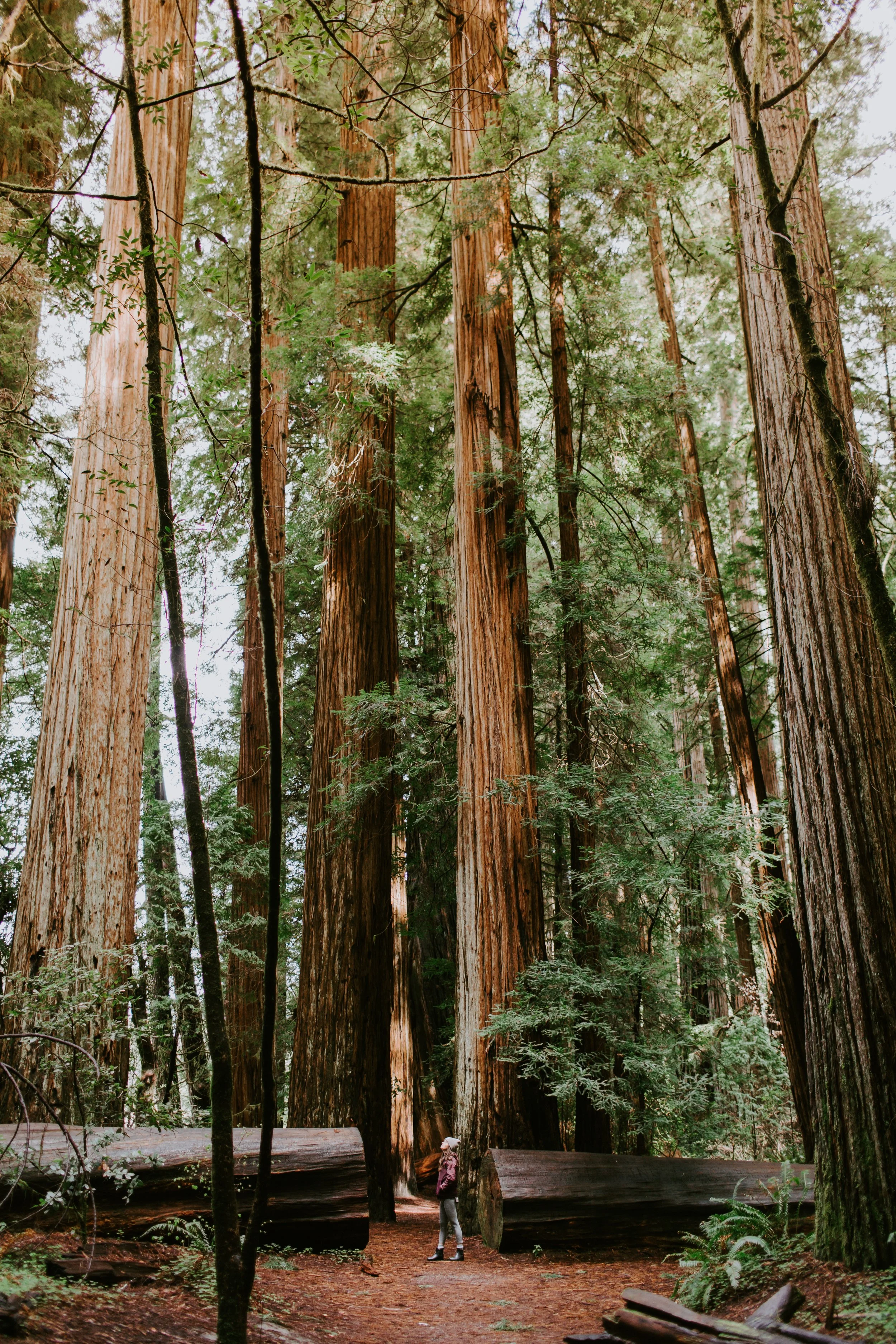 Ultimate Guide for a Redwoods Elopement
