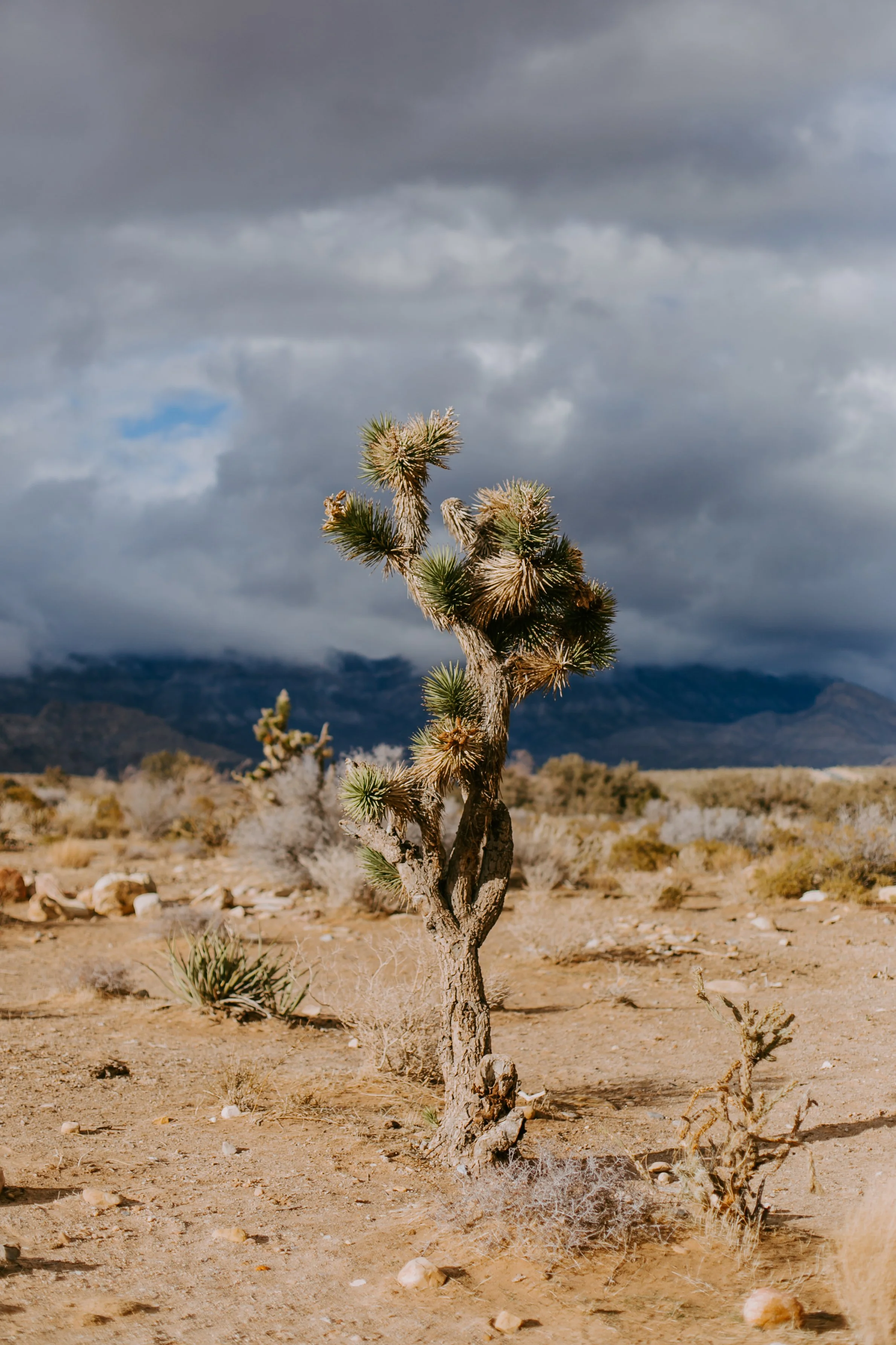 Best Joshua Tree Wedding Venues