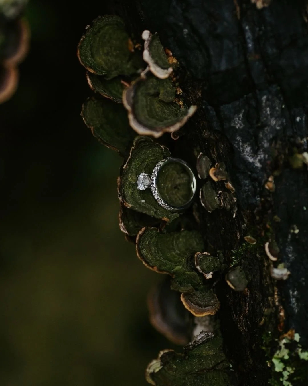 When asked where my inspiration comes from, the answer will always be nature. 

Nature also ensures no wedding days or sessions ever look the same, even if I photograph in the same place at the same time of year, the weather always changes things. It