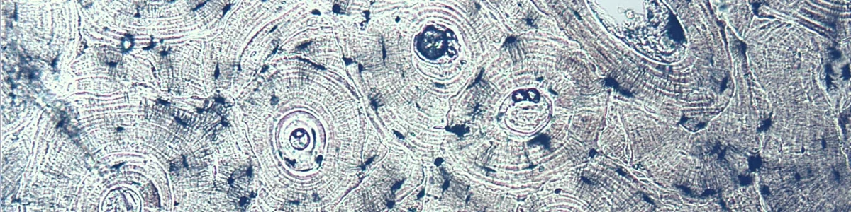 Boyle Orthopaedics banner.jpg