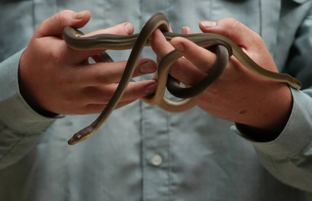 Reptile shows: See some slippery types at 11am weekdays at Blackbutt Reserve.