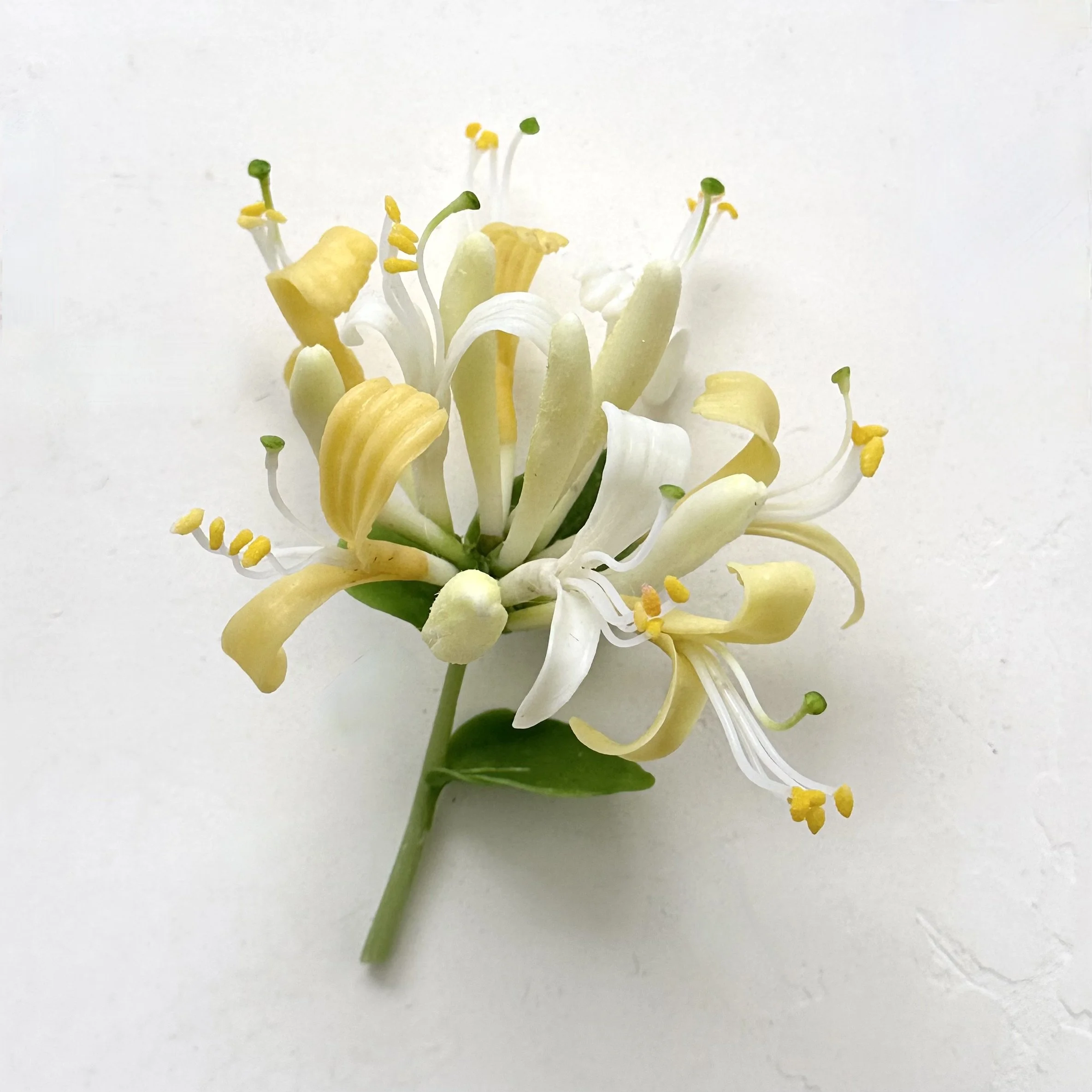 Honeysuckle Cluster | Faux