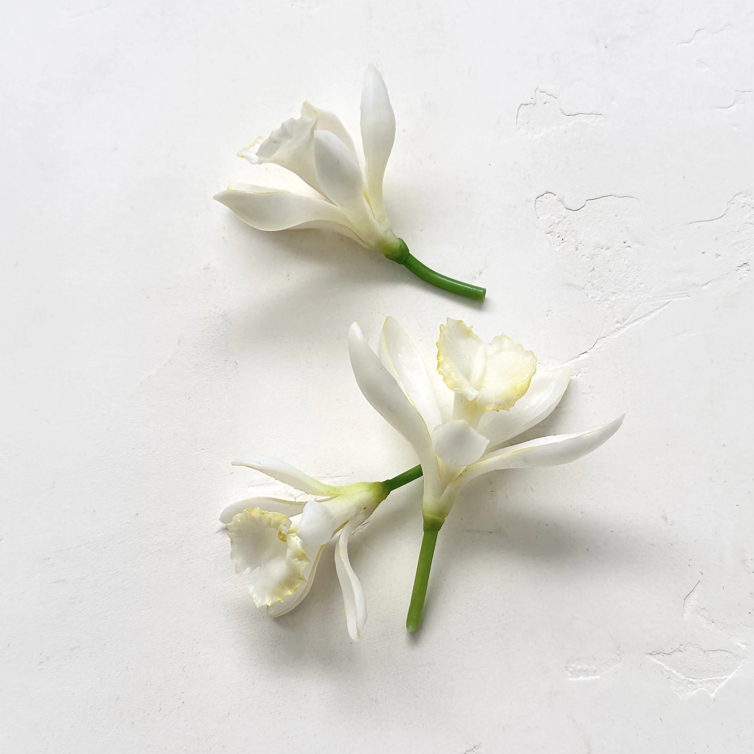 Vanilla Orchid Flowers | Faux