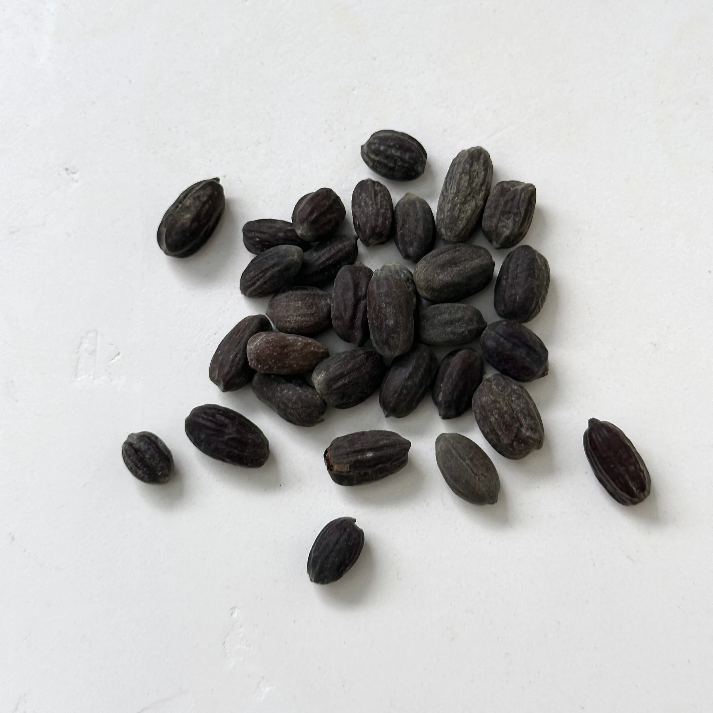 Jojoba Seeds
