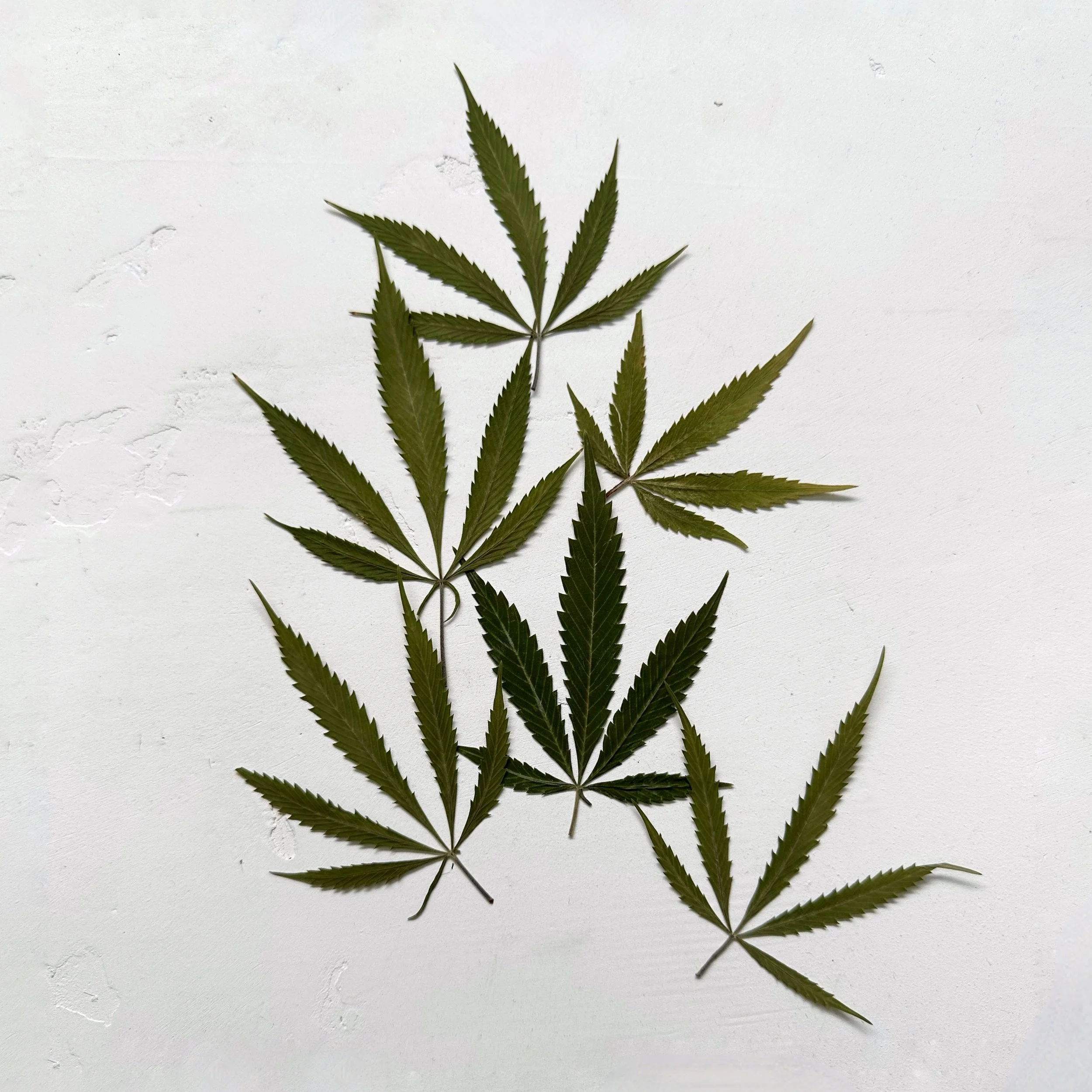 Cannabis Leaves - Dried