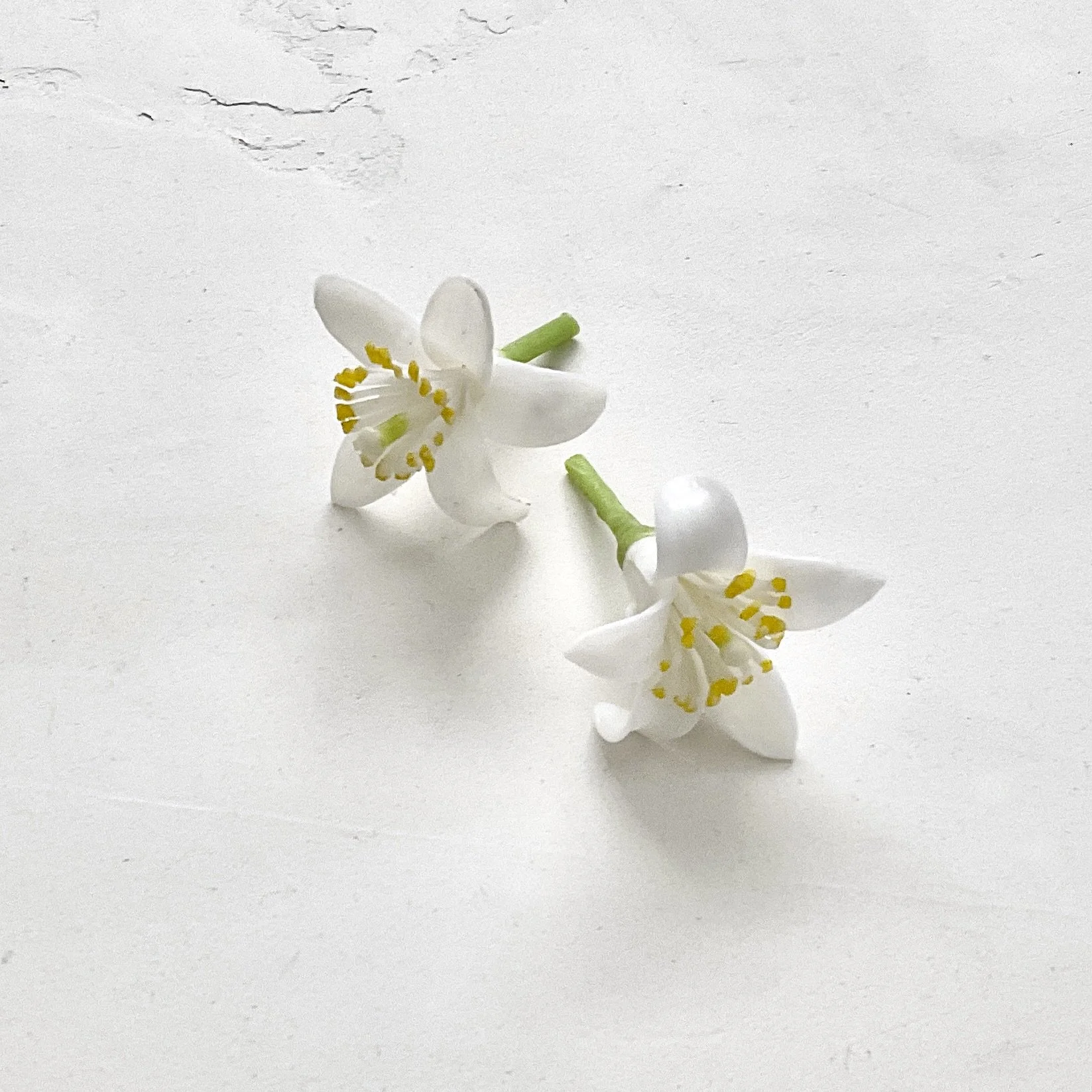 Citrus Blossoms | Faux