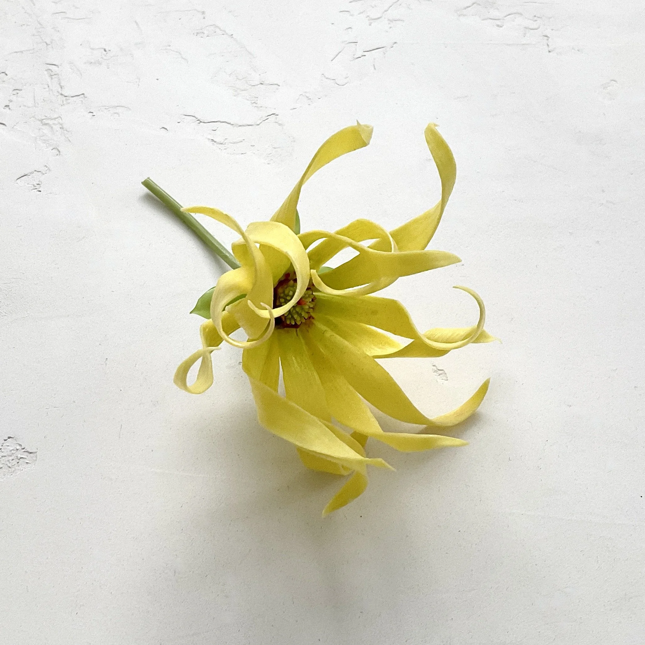 Ylang ylang blossom - Faux