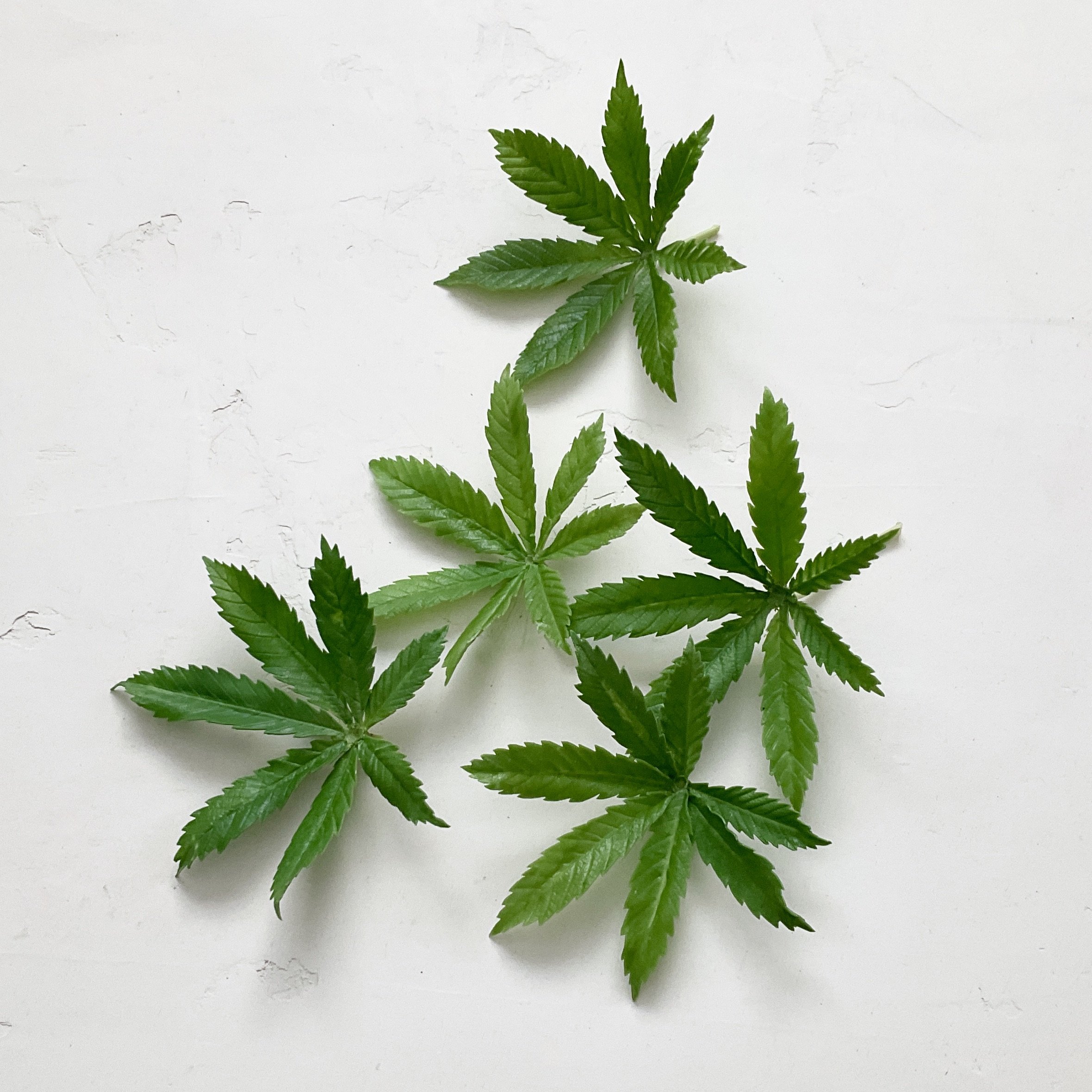 Cannabis Leaves | Faux