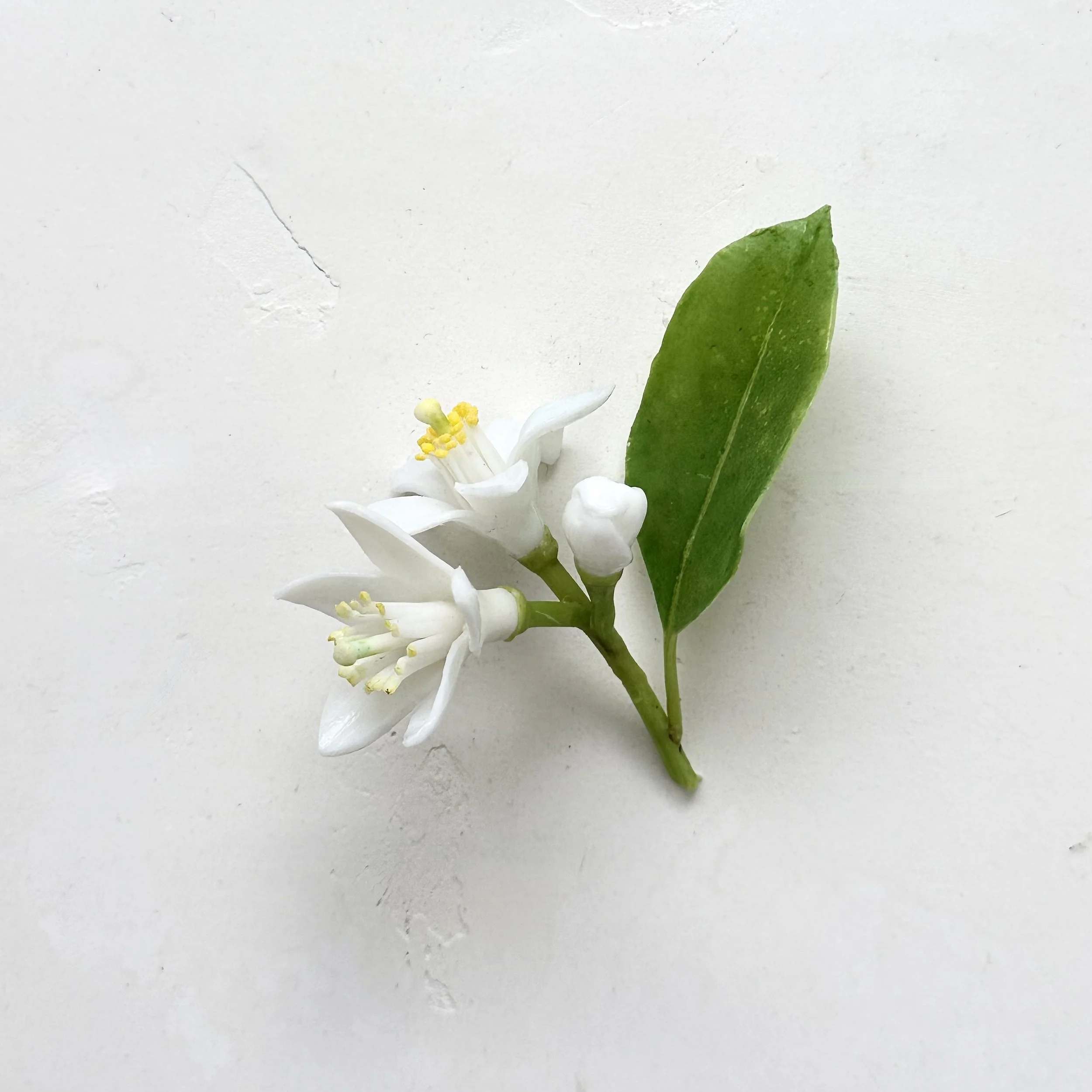 Citrus blossoms with leaf | Faux