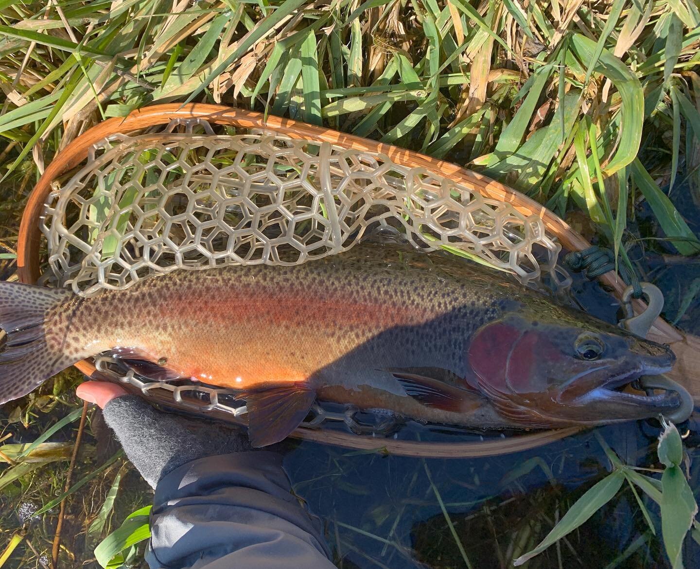 BUCK // Found this rascal gobbling Salmon eggs on the Lower Deschutes. An amazing time of year on this incredible fishery #enjoyyoursession
.
.
.
#flyfishing&nbsp;#surf #surfing #snowboarding #mountainbike #mtb #art #design #adventure #outdoors #outs