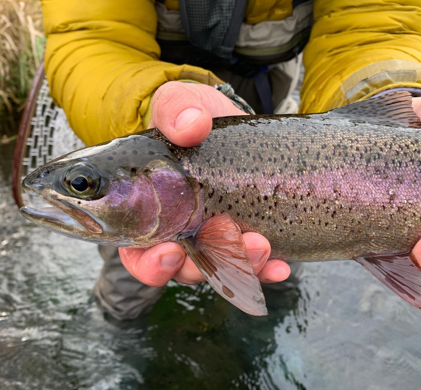 OVER EASY // How would you like your Salmon eggs sir? 🍳 A beauty from the Lower Deschutes (and check out that eye 👁)!#enjoyyoursession