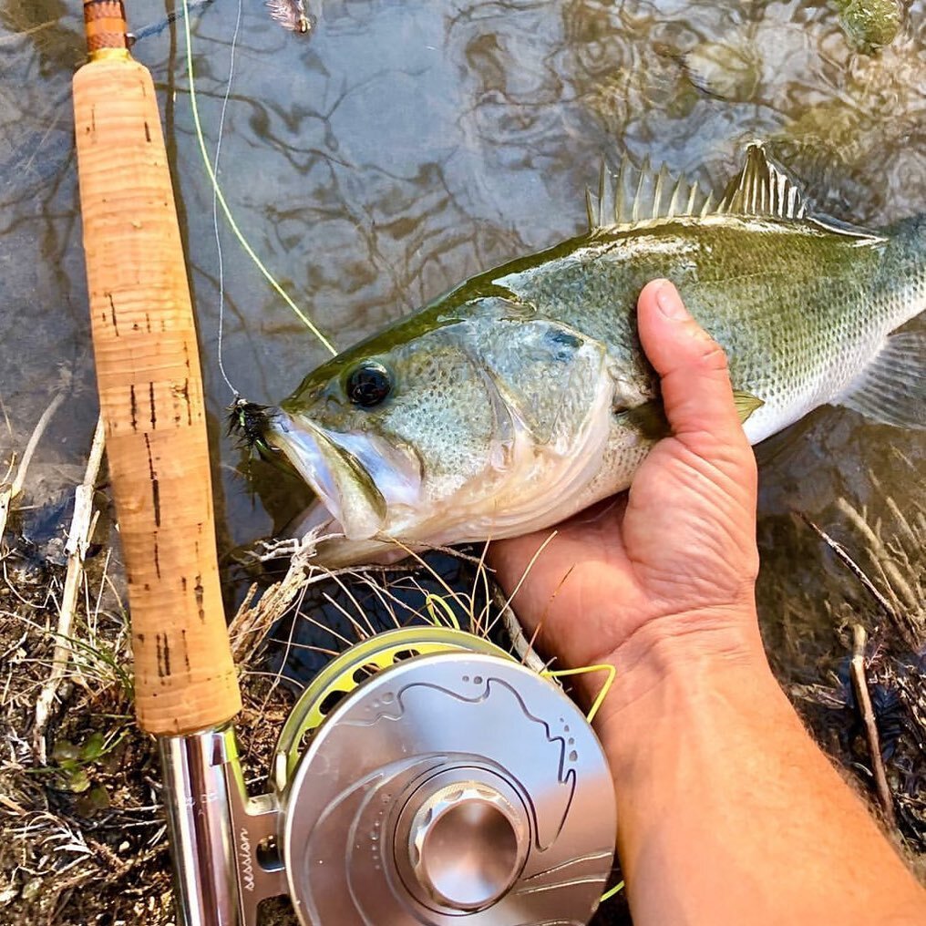 HEATING UP // Warm weather species are often overlooked on the fly and that&rsquo;s just not cool. Also they&rsquo;re probably close to your hood, so quarantine-friendly 😷 Get out there, fish local and #enjoyyoursession
📸 @trevor_camp_
.
.
.
#bass 