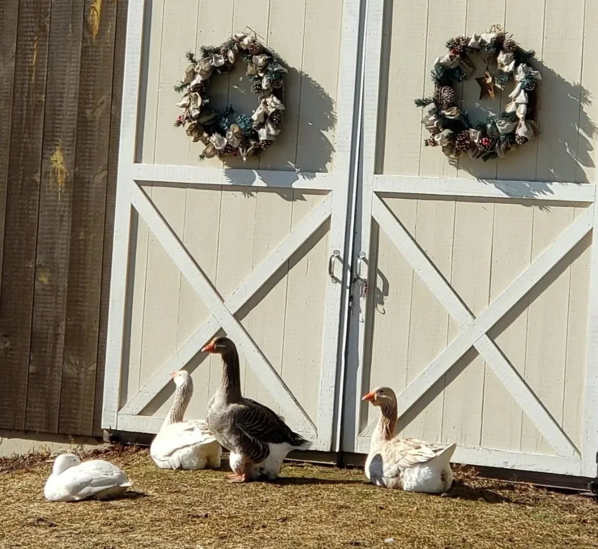 The Flock