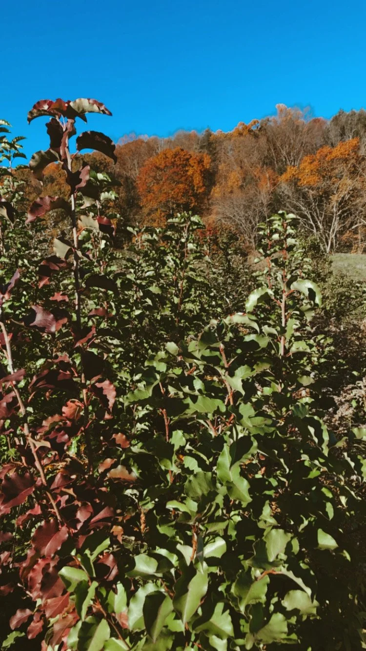 62F1F0C9-0828-425C-8669-AC295411EAA6 3.JPG