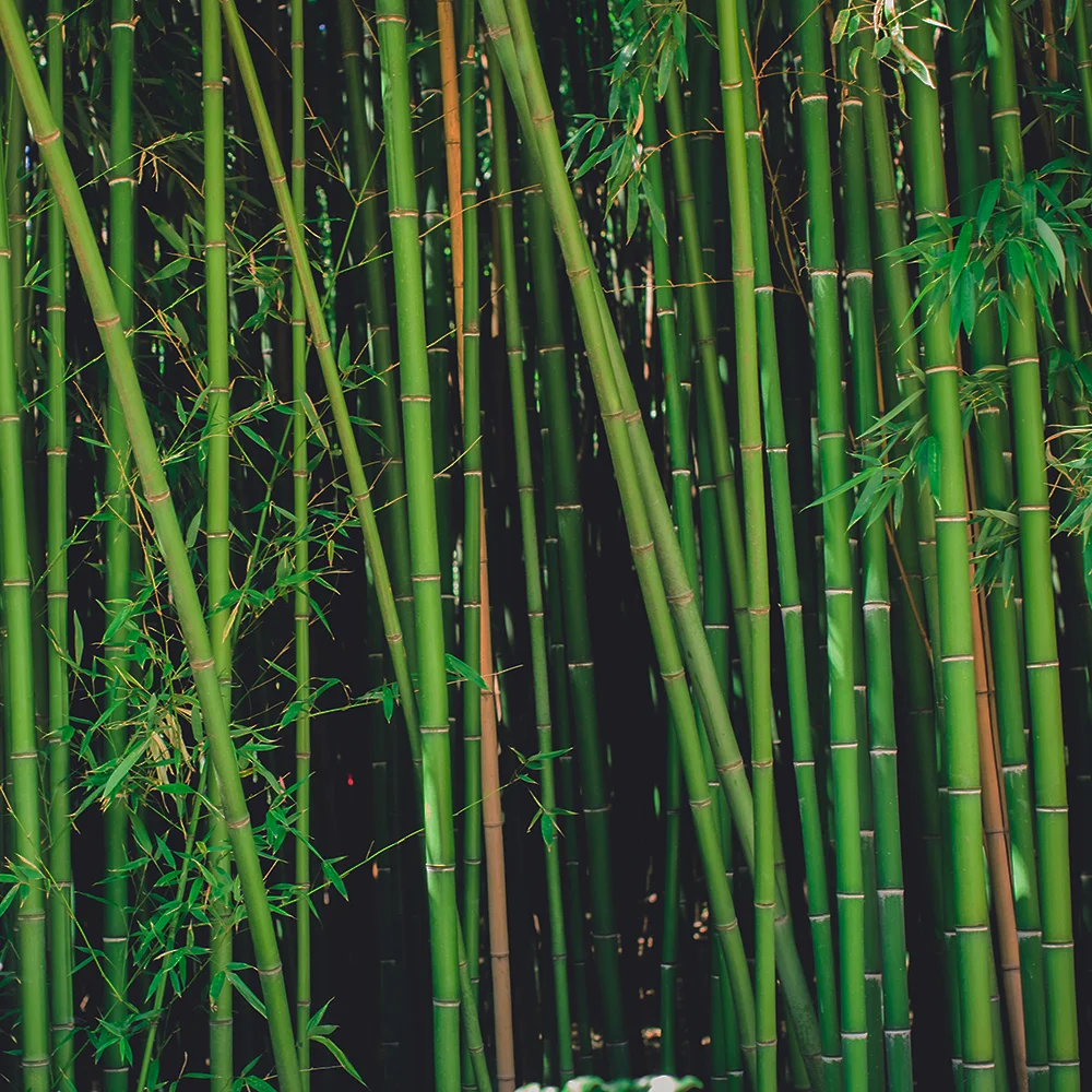 Bamboo.jpg