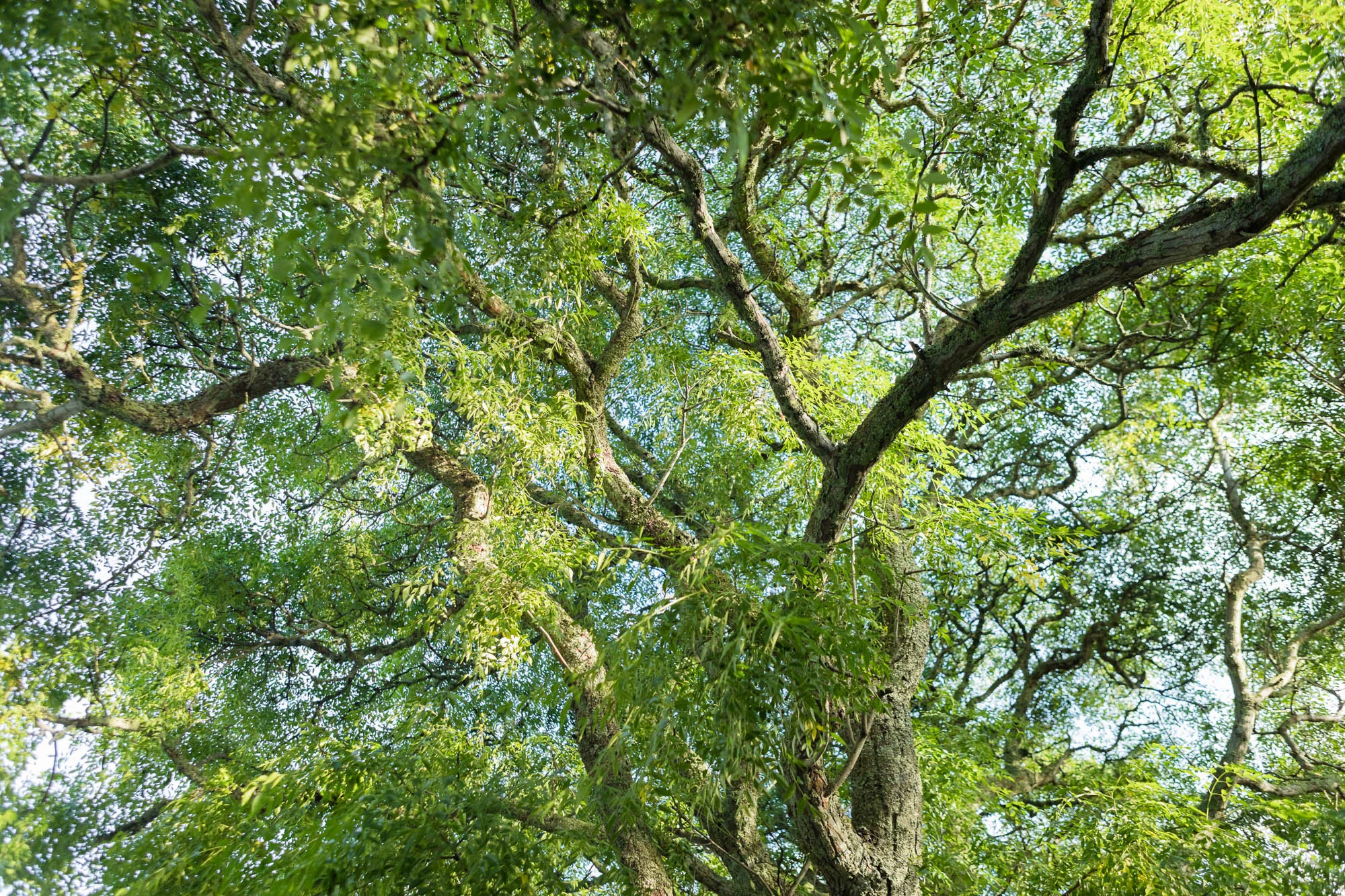 TreePruning.jpg
